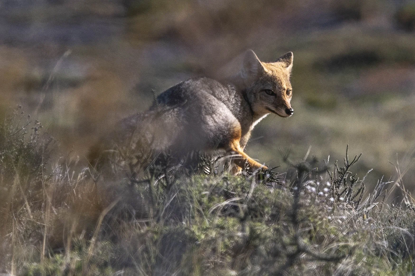 2025-06-27 Chile Torres Paine Parque  KCW5426.jpg