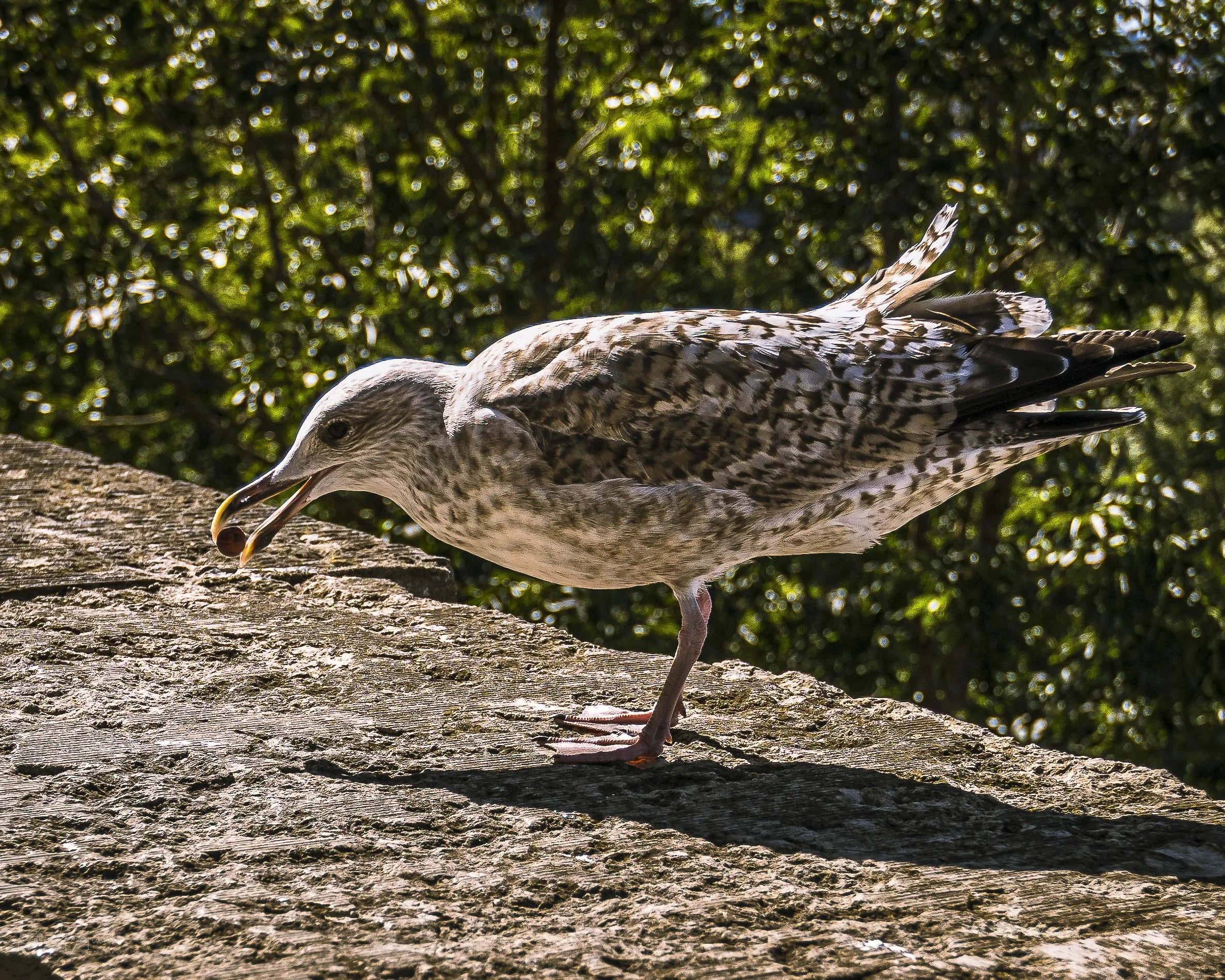 2024-08-07 al 16 Lille Hel Tall KCW0931.jpg