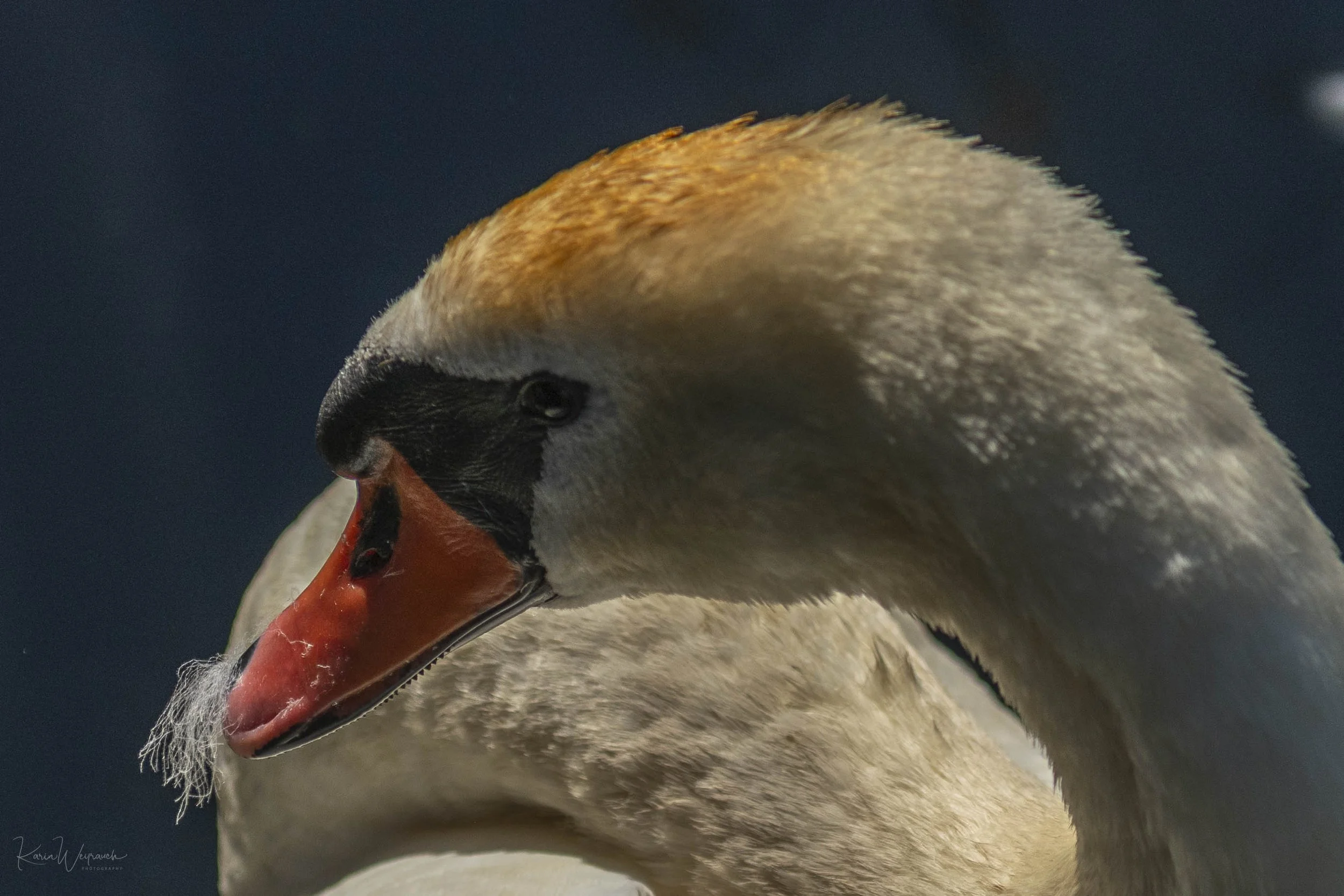 2025-05-30 Federsee  KCW3587.jpg