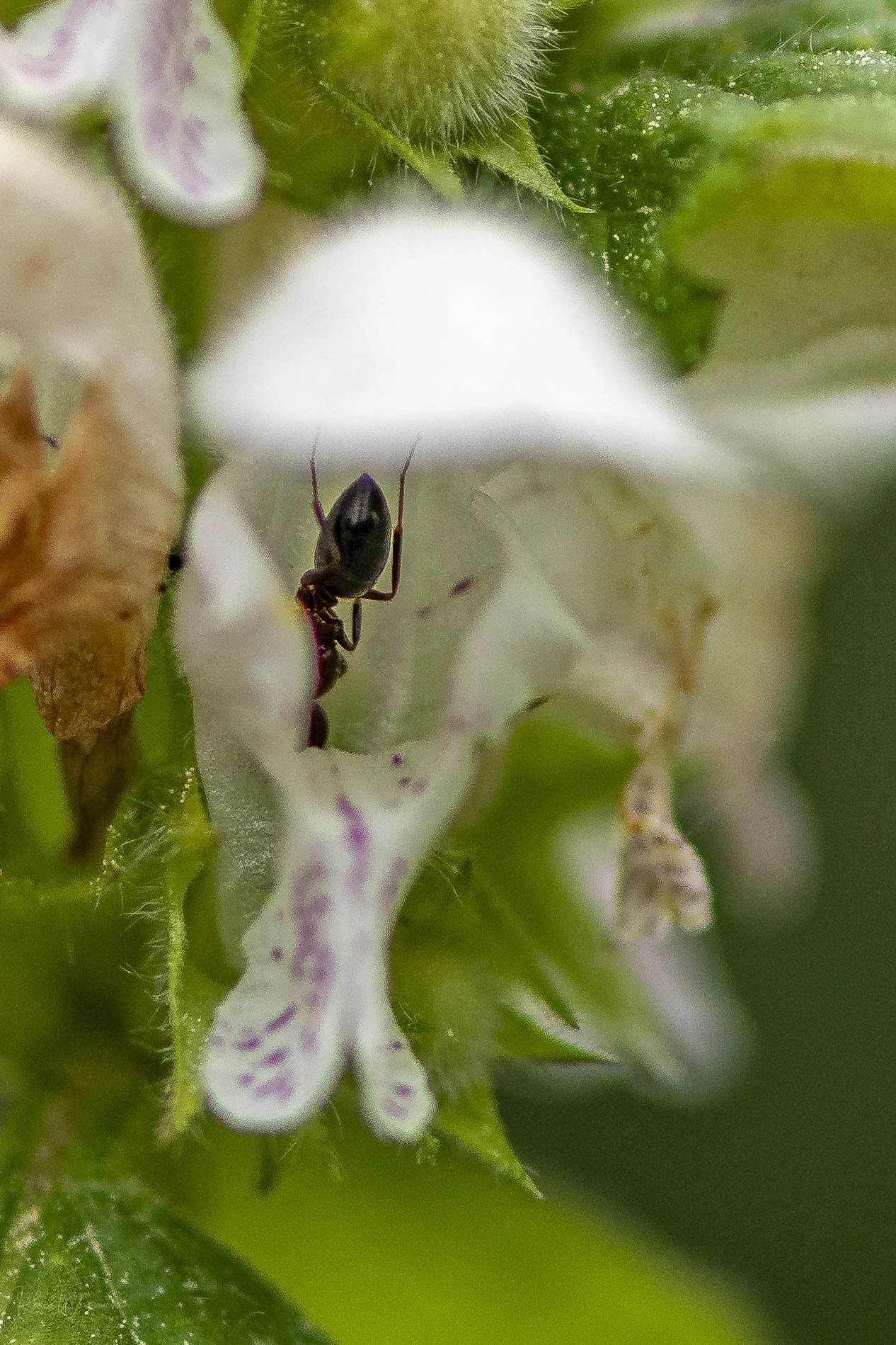 2025-04-06 BCN Figaro-Montmany  KCW2949.jpg