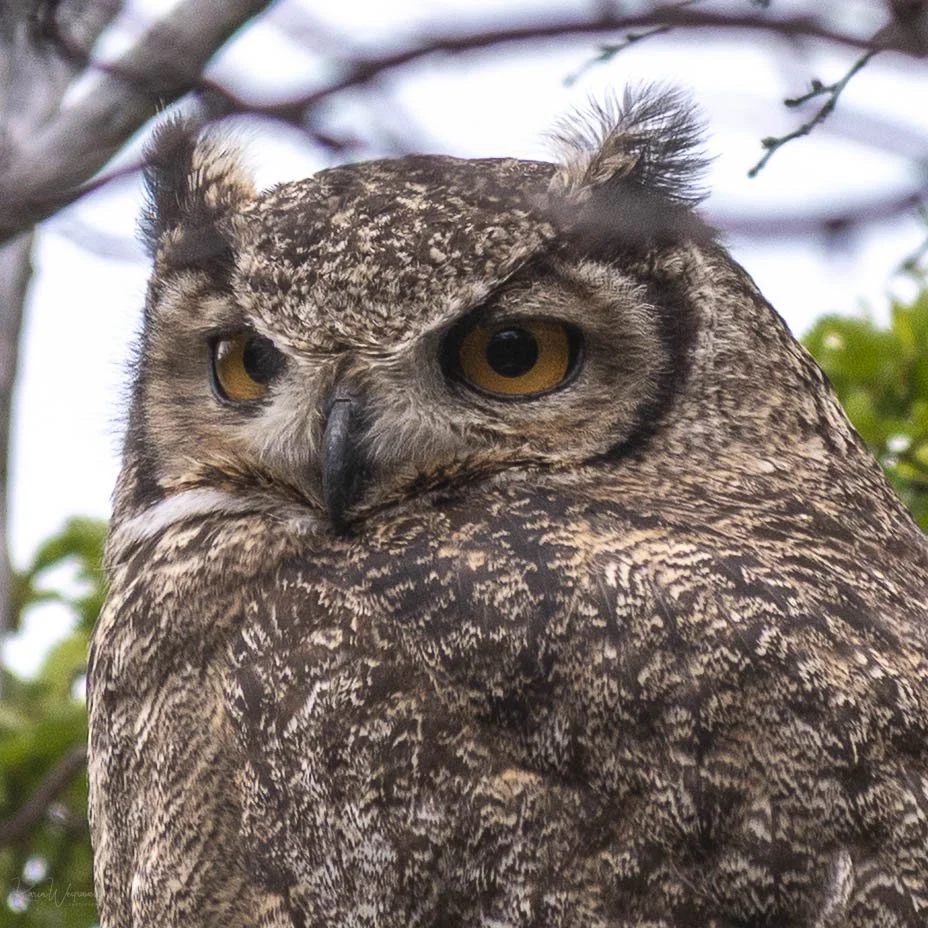 2025-10-28 Chile Cerro Guido   KCW5751.jpg