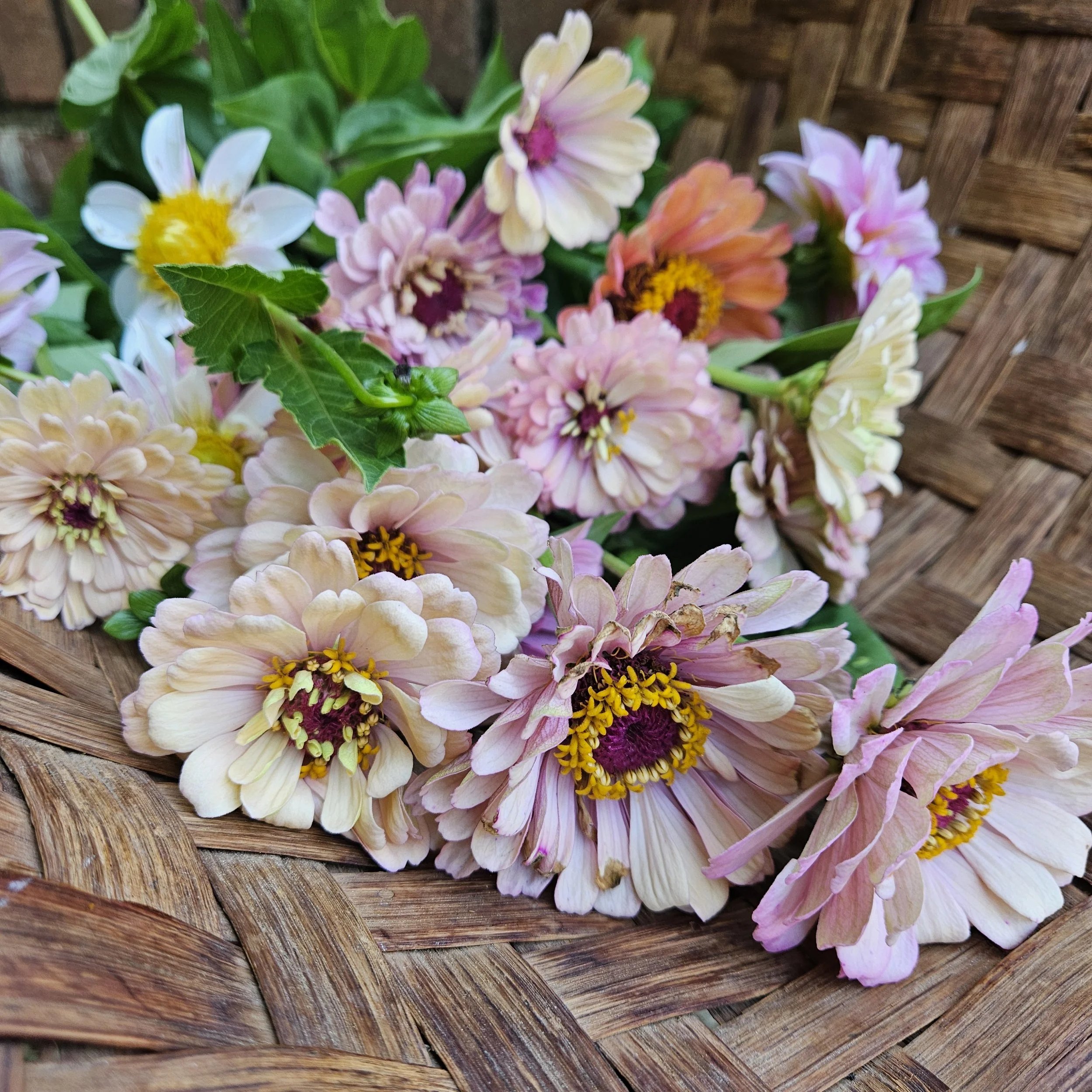 Basket of fresh cut pink and cream zinnias from a North Carolina garden