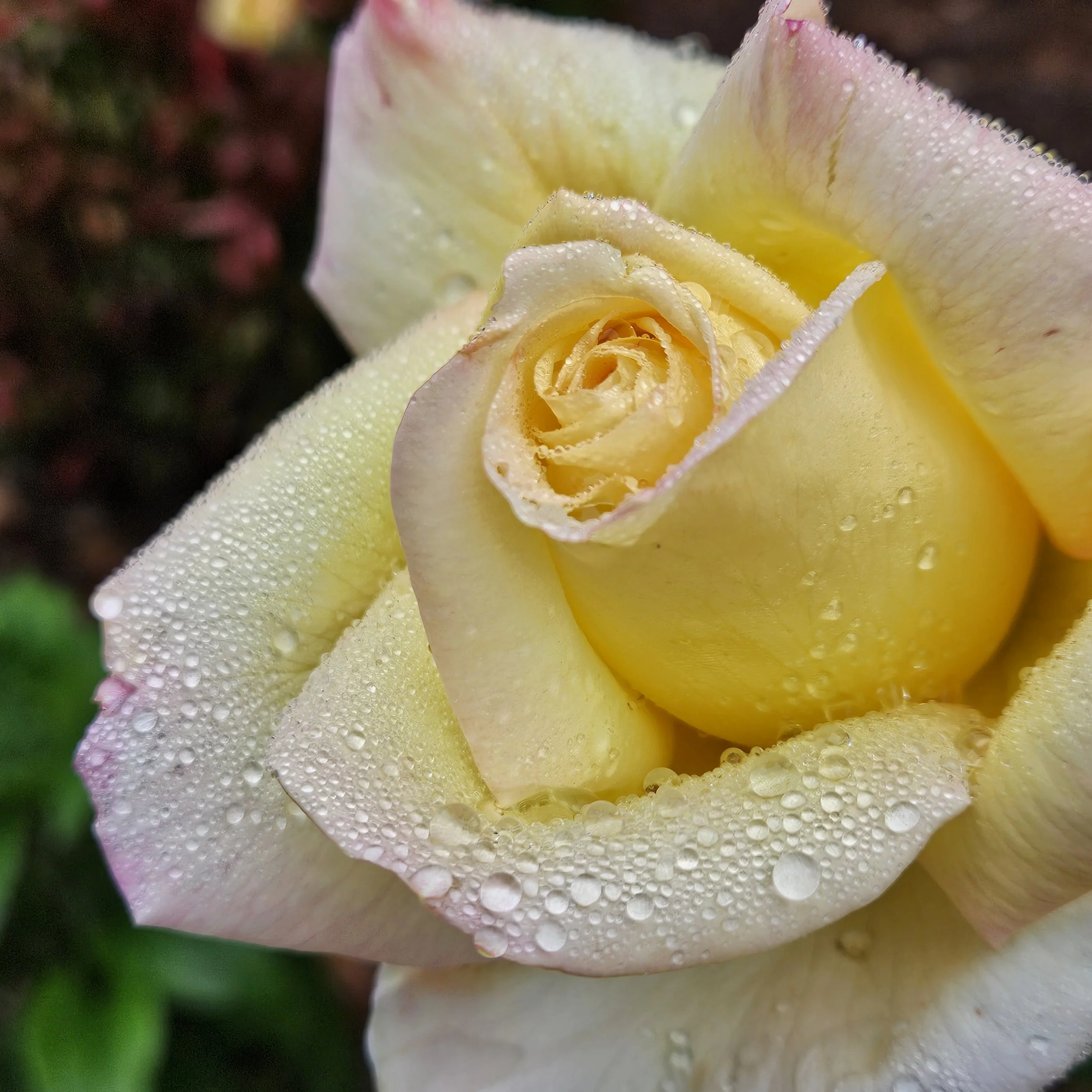 Single bloom of Peace rose with dew drops