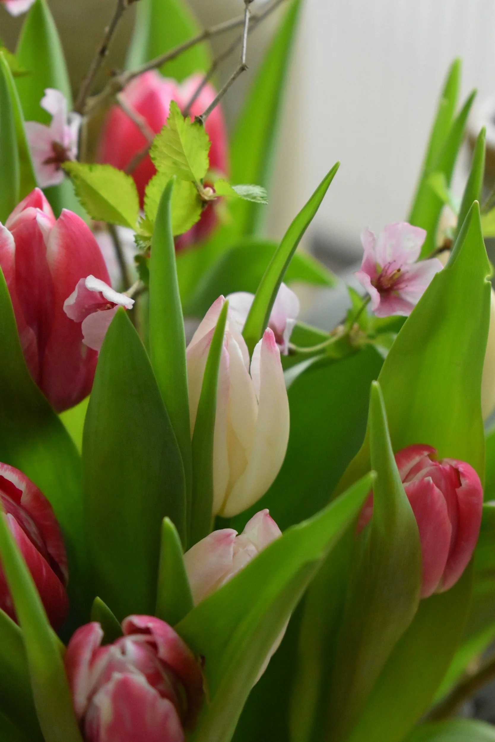 Seasonal flowers of spring tulips