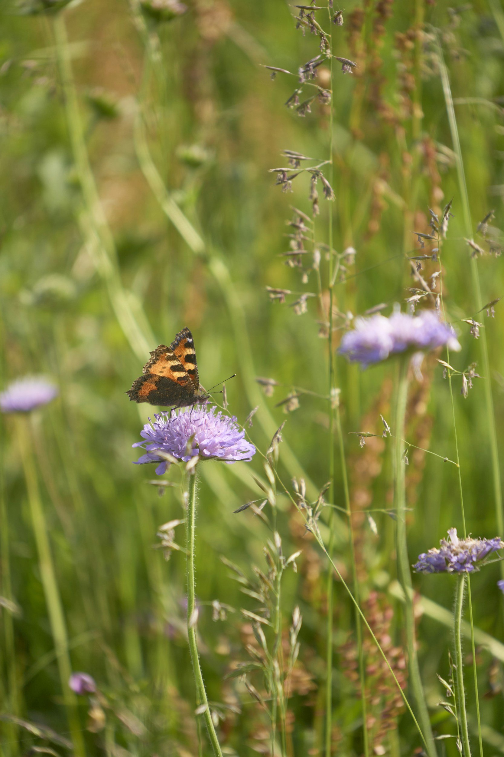 Butterfly in a meadow with blue scabiosa flowers