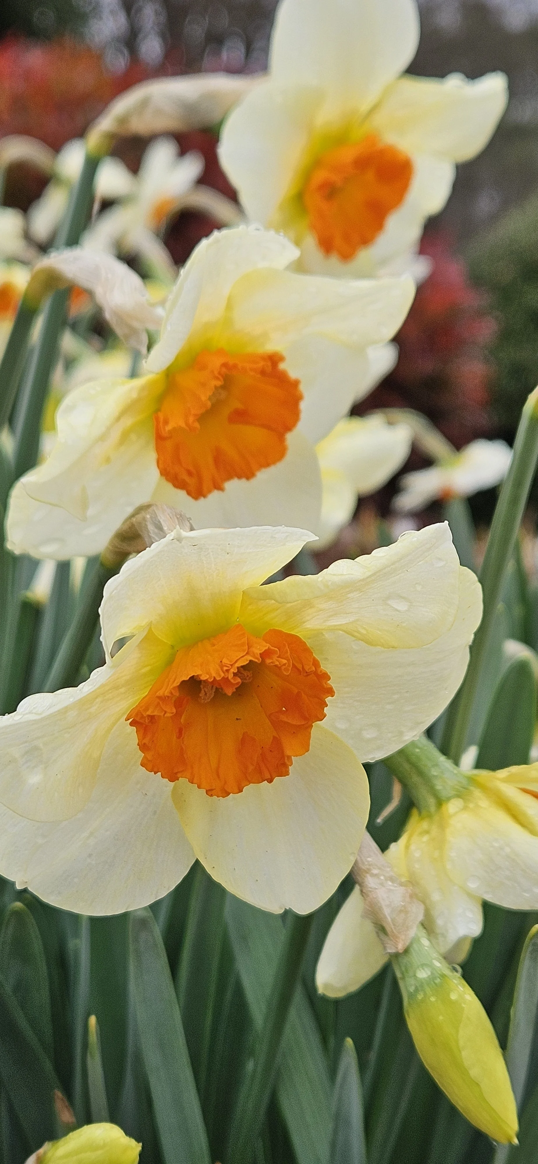 Daffodils, the Fanfare of Spring