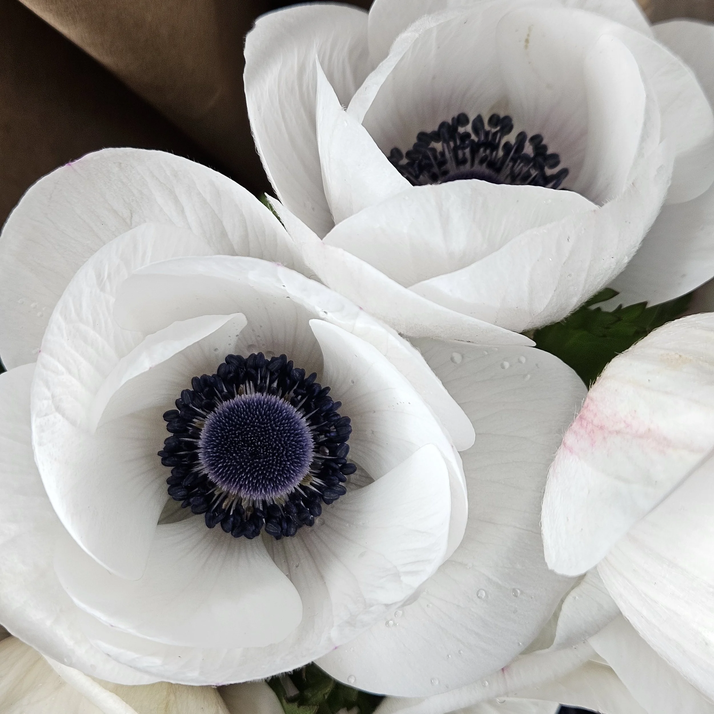 Close up of elegant white anemones