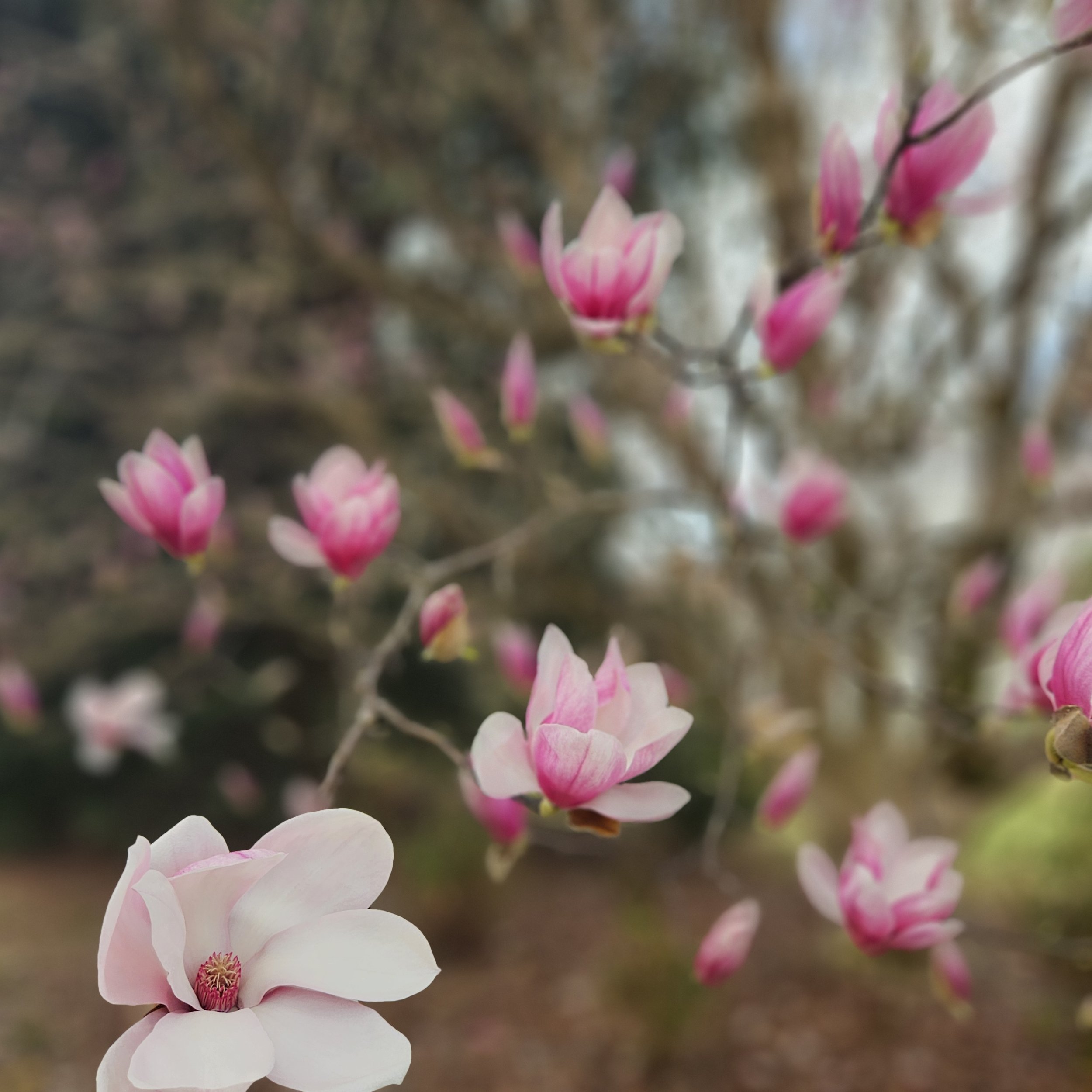 Pink magnolia flowers on a branch in spring