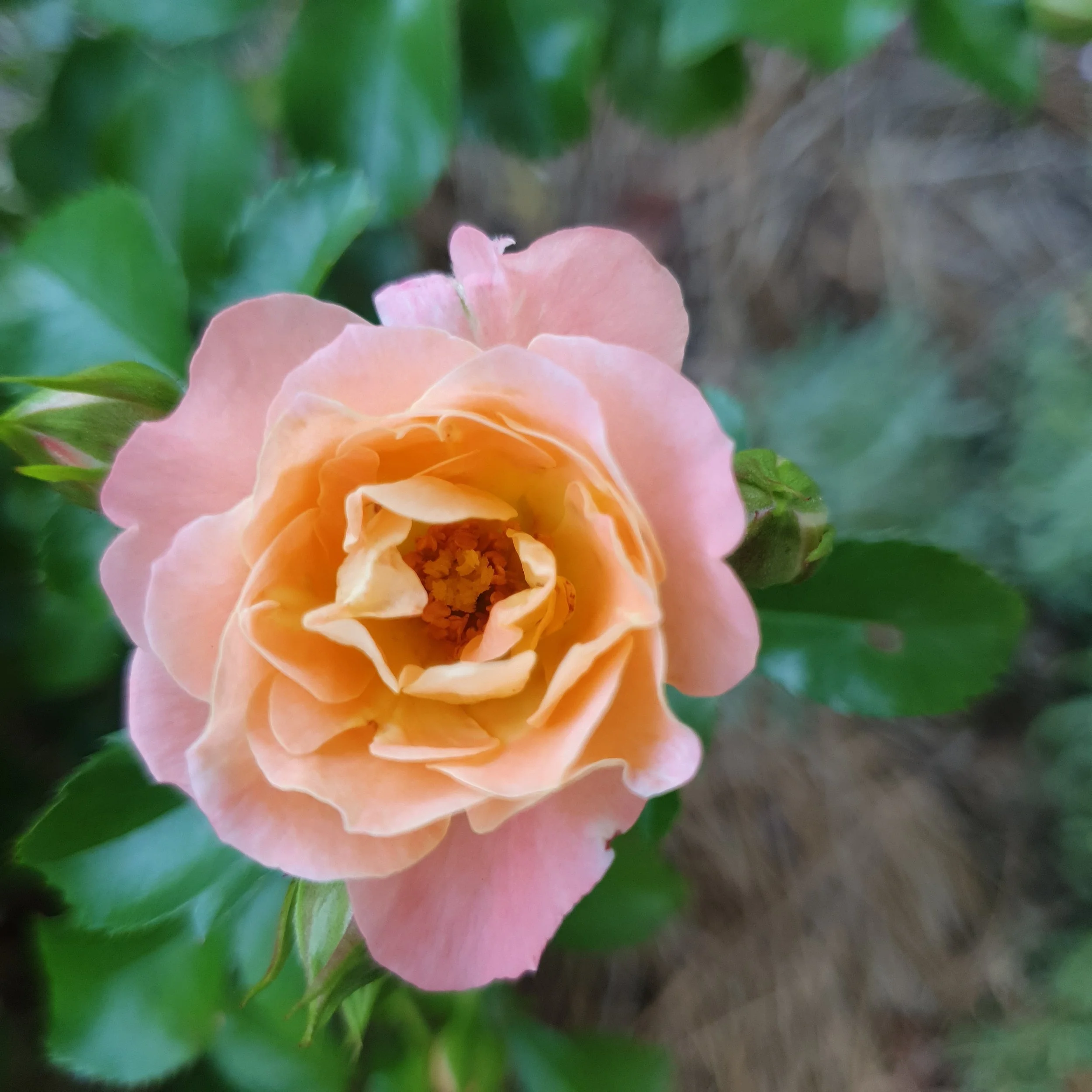 Close up of peach drift rose in bloom