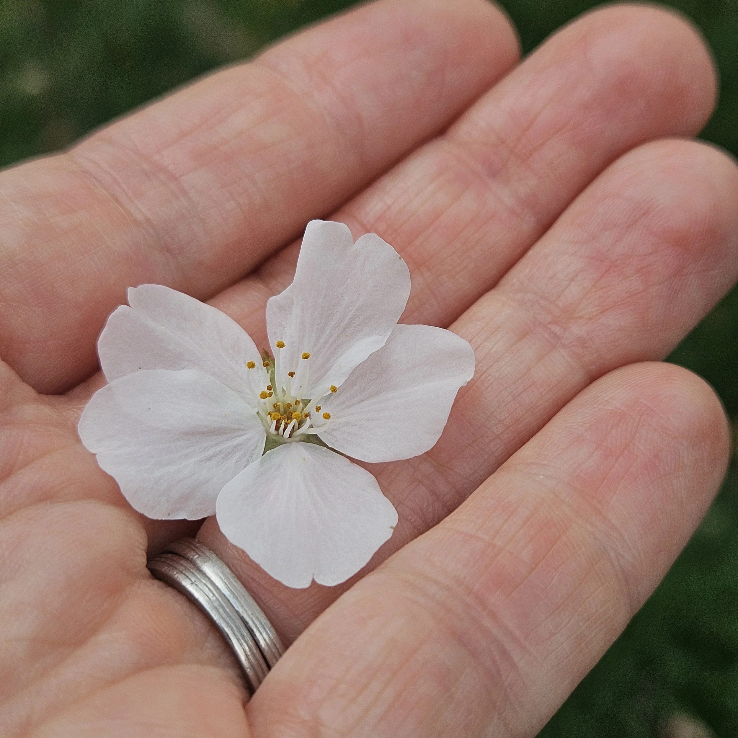 Single cherry blossom in the palm of a hand in spring