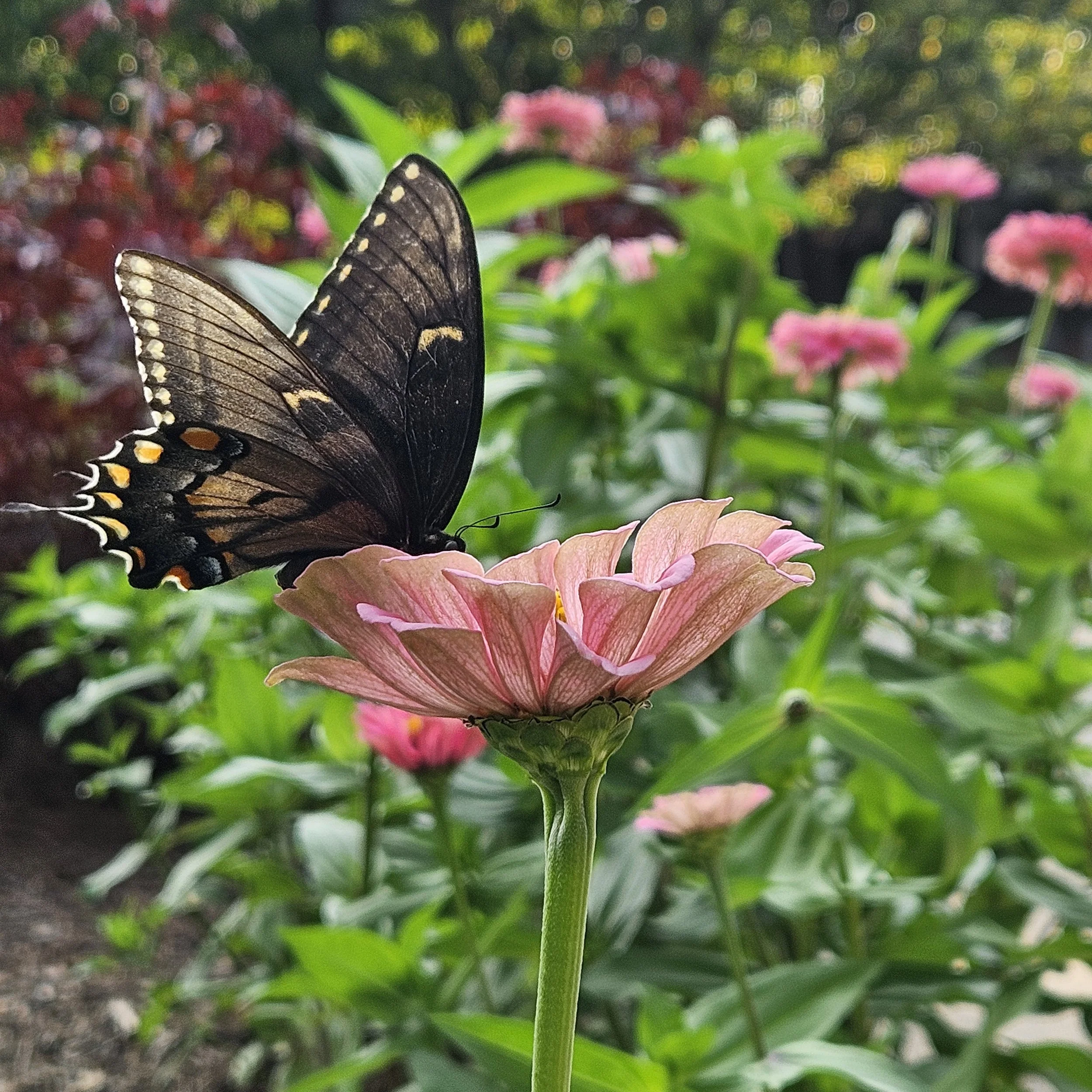 Black Swallowtail butterfly on a pink zinnia in a North Carolina garden