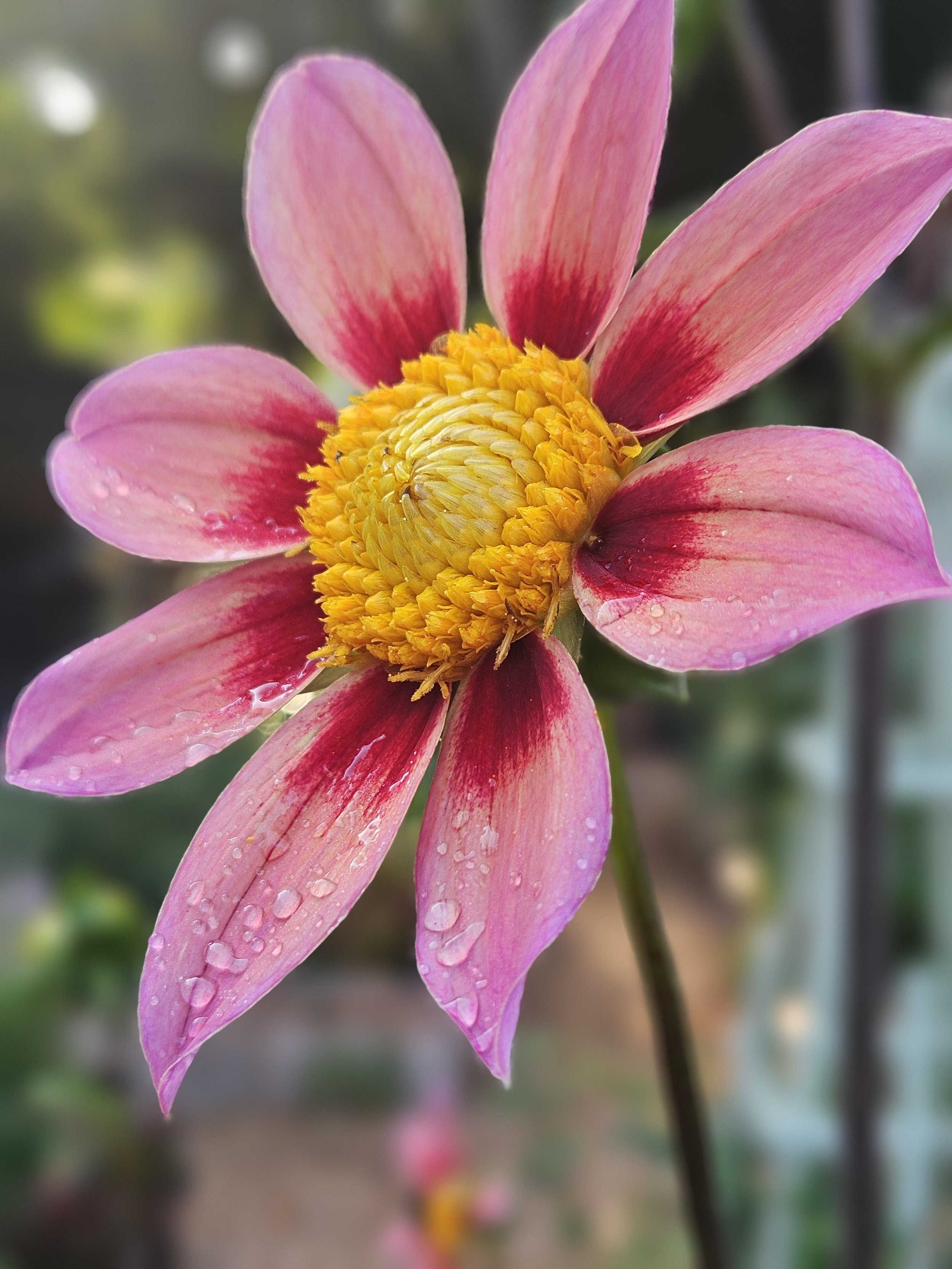 One of the most popular flowers, dahlia with dew drops in a Clemmons, North Carolina garden