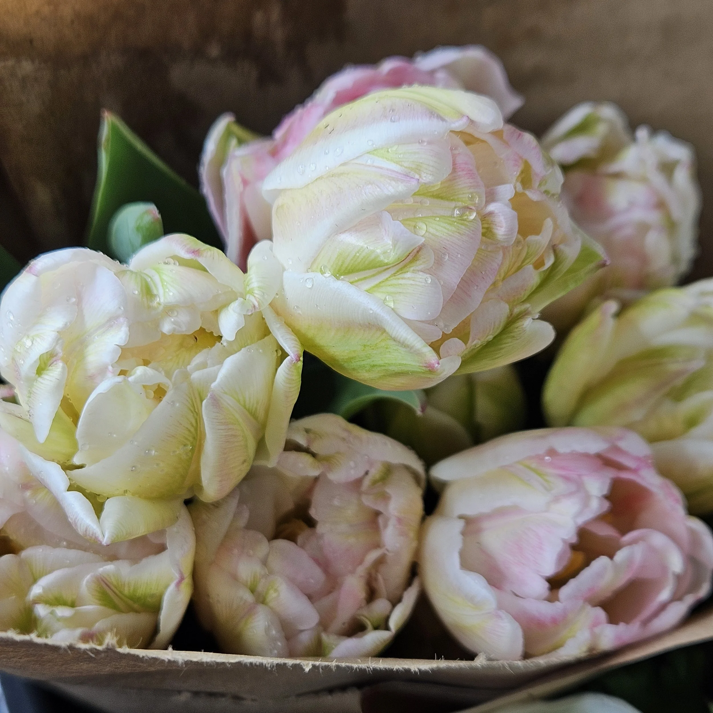 Wrapped bouquet of farmer's market spring tulips in pastel colors