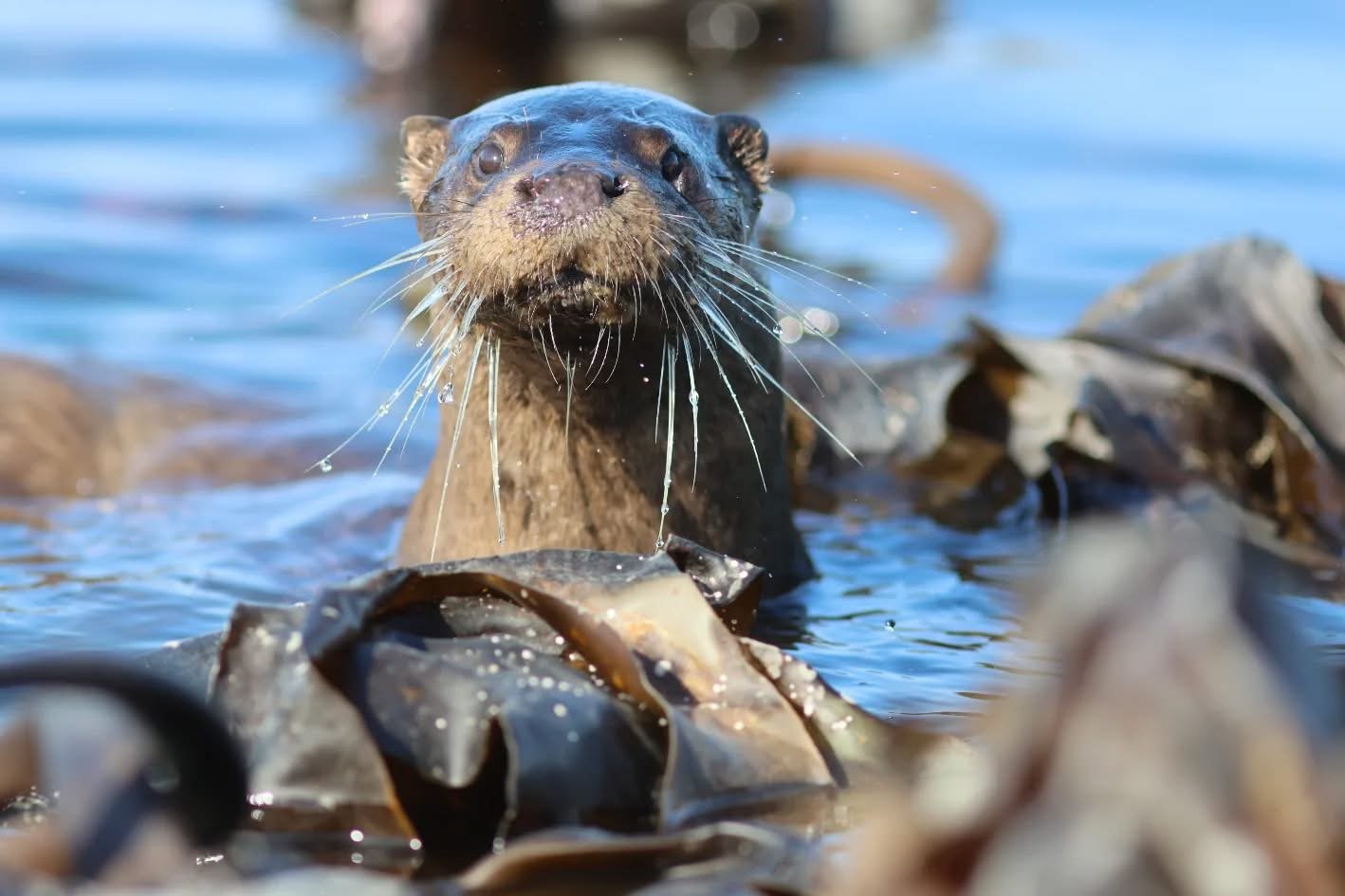 A close-up of an otter swimming in the water, with its head and upper body visible among rocks and seaweed.