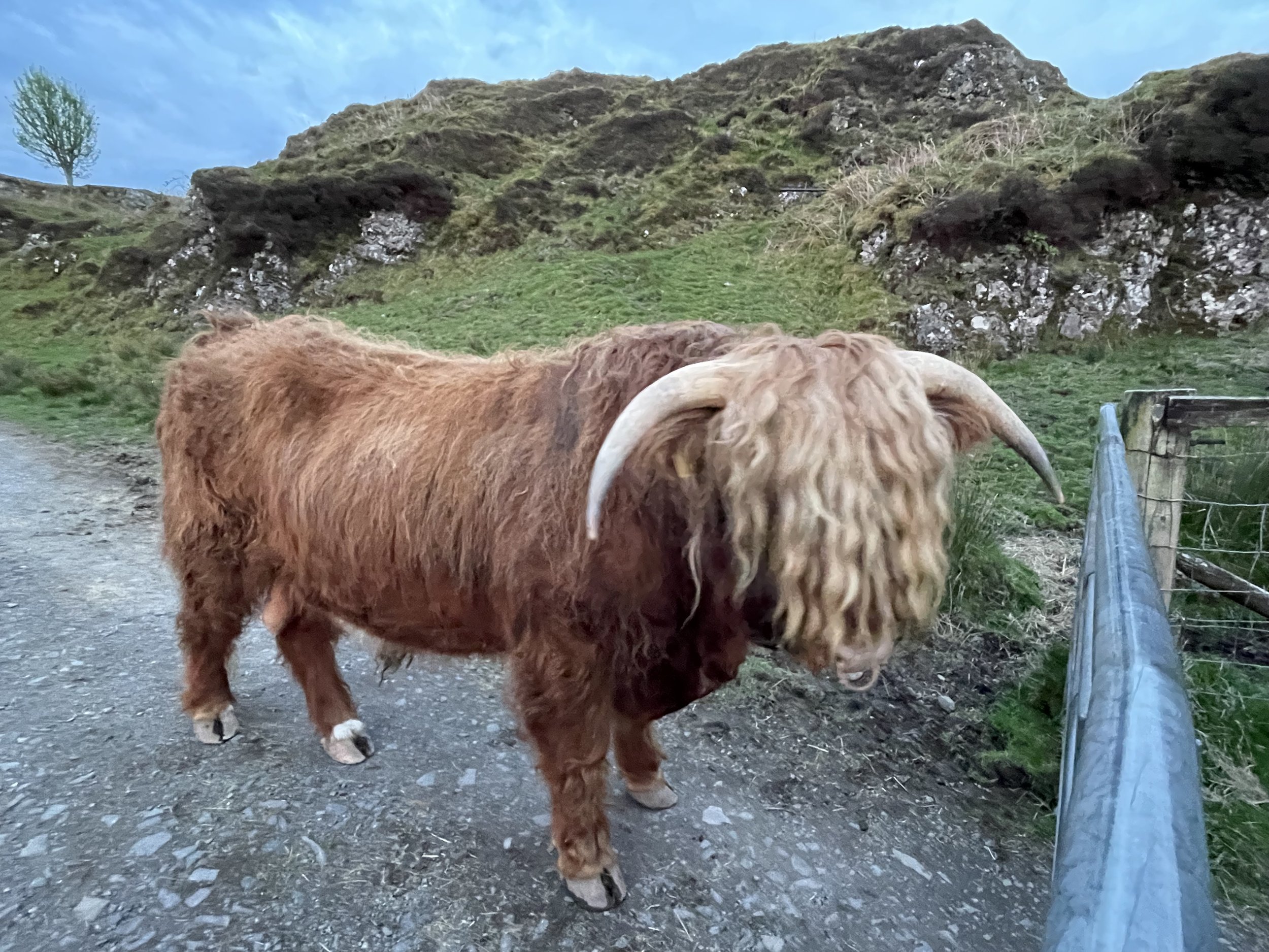 A Highland cow standing on a gravel path in a rural landscape with grassy hills and scattered trees under a cloudy sky.