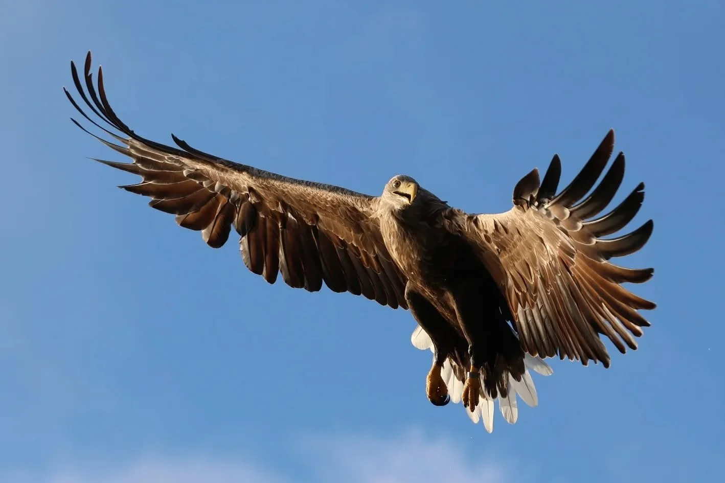A large bird of prey, possibly an eagle, soaring with wings spread wide against a clear blue sky.