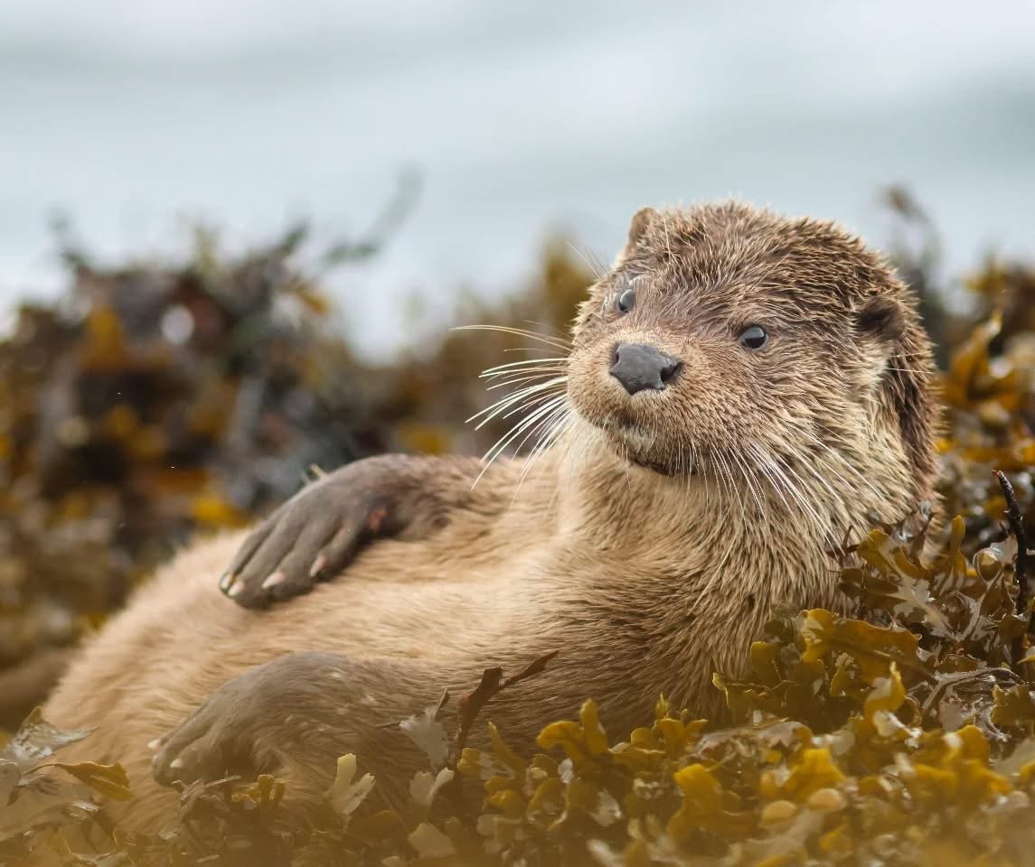 A sea otter laying on rocks covered with seaweed, looking to the side.