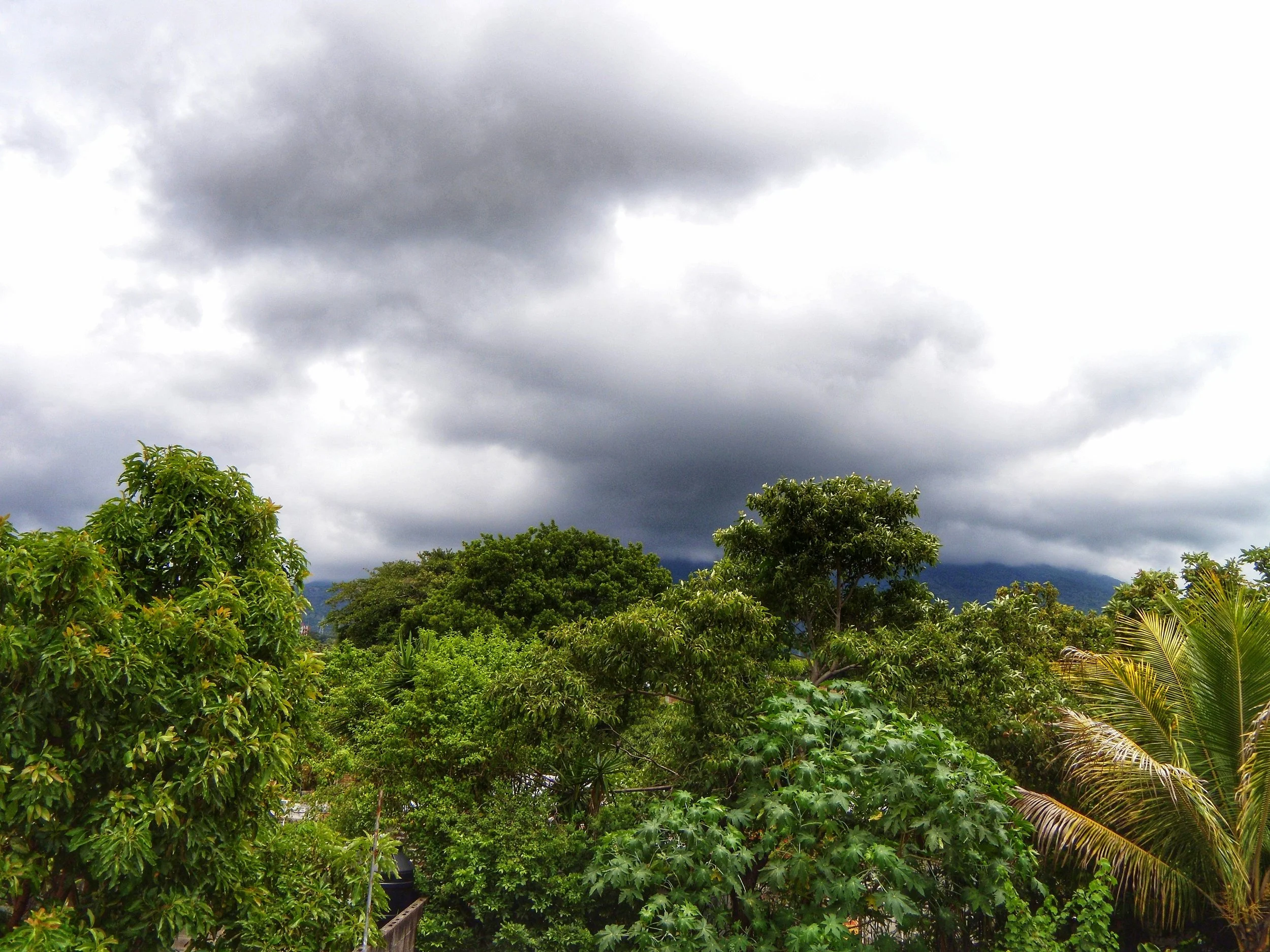 Dark storm clouds over a lush green tropical forest with trees and foliage.