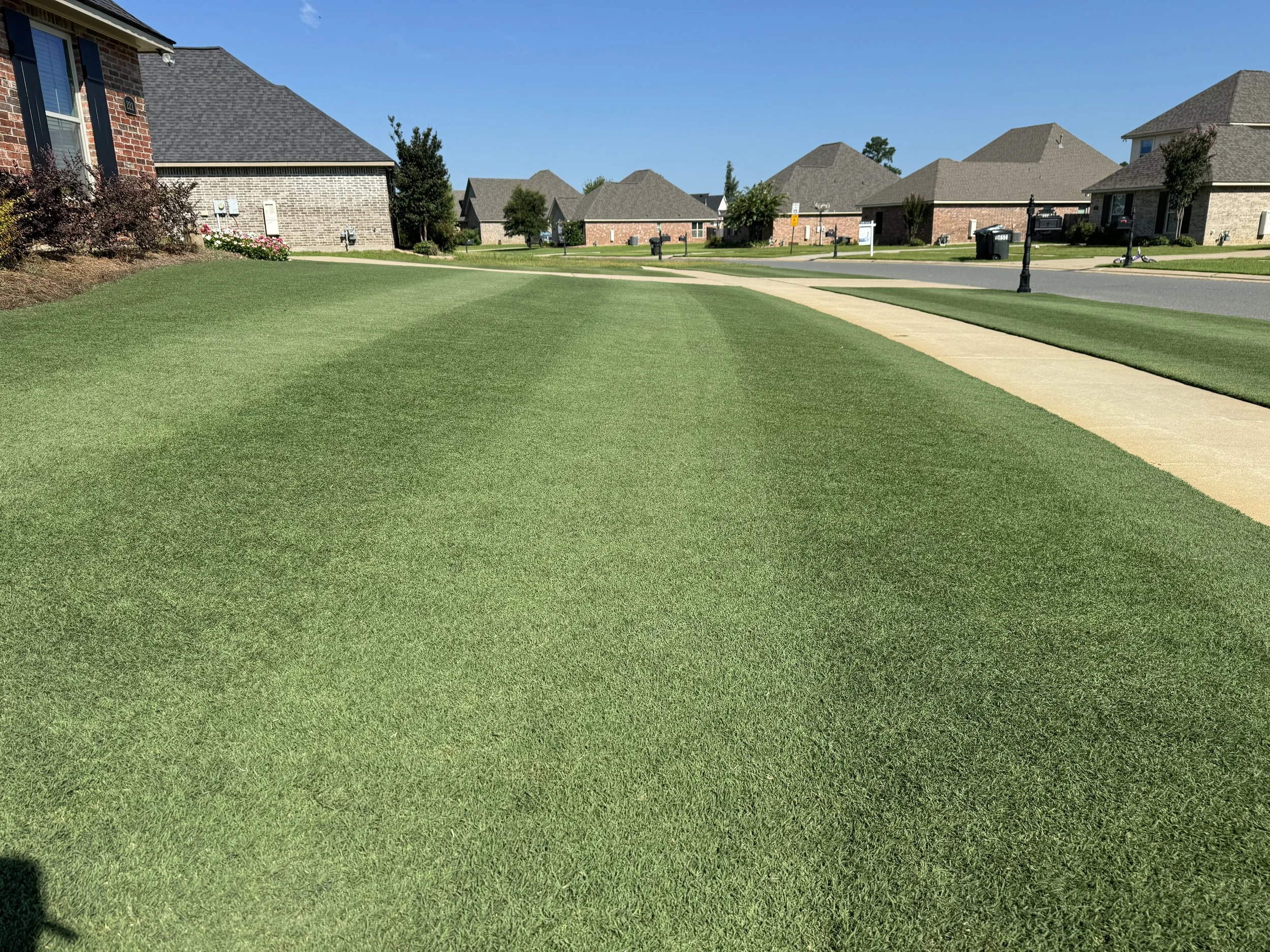 Well-maintained front yard with green grass, sidewalk, and residential houses in a suburban neighborhood under clear blue sky.