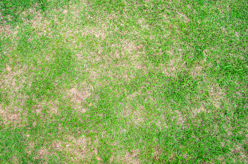 Patchy grass with some green growth and areas of bare soil.