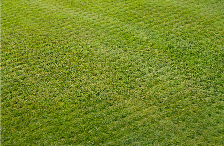 Close-up of a well-maintained green grass lawn.