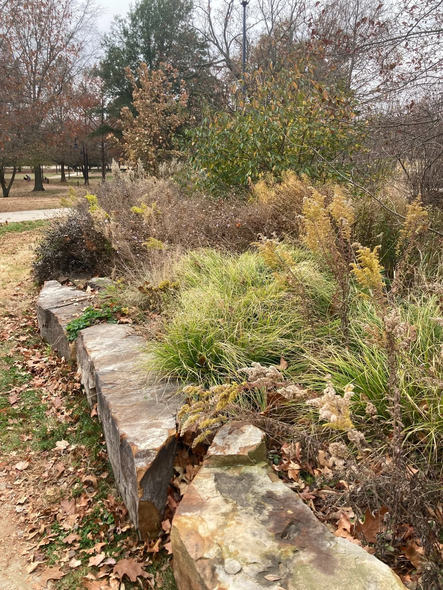 Always amazing to see the seasons change differently from year to year. This is a throwback picture of Gulley Park from November 2023. Looking forward to seeing what it looks like this November! #autumn #nativegardens #ozarks