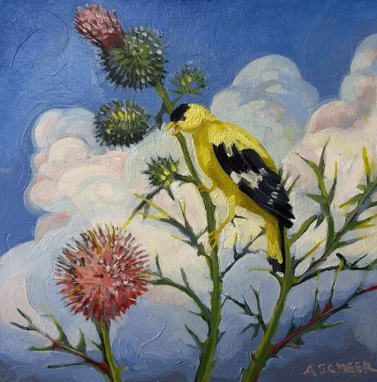 Male goldfinch on Bull thistle stem before blue summer sky with thunderhead