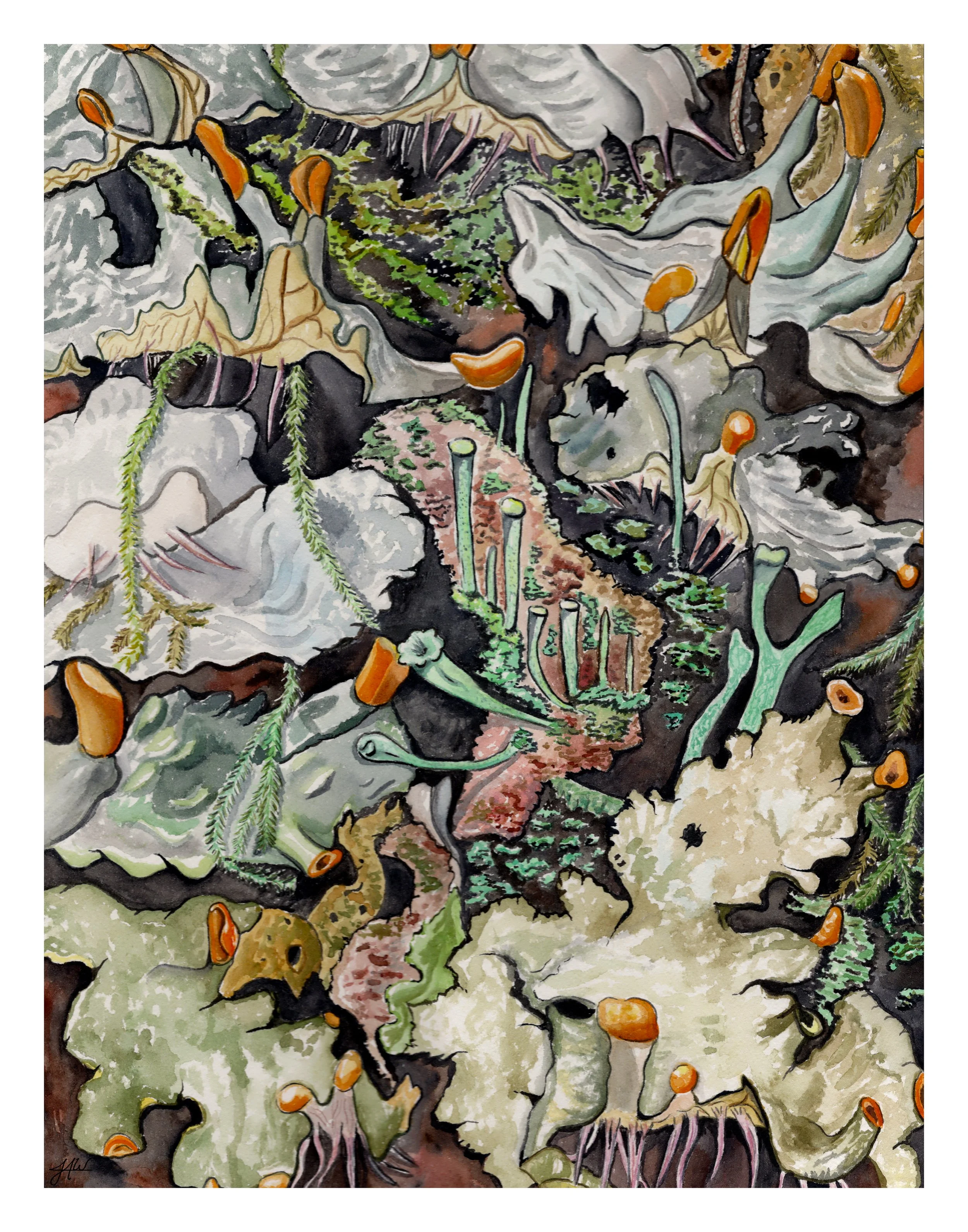 JenniferWinters_FrogPeltLichen_11x14_3qty.JPG