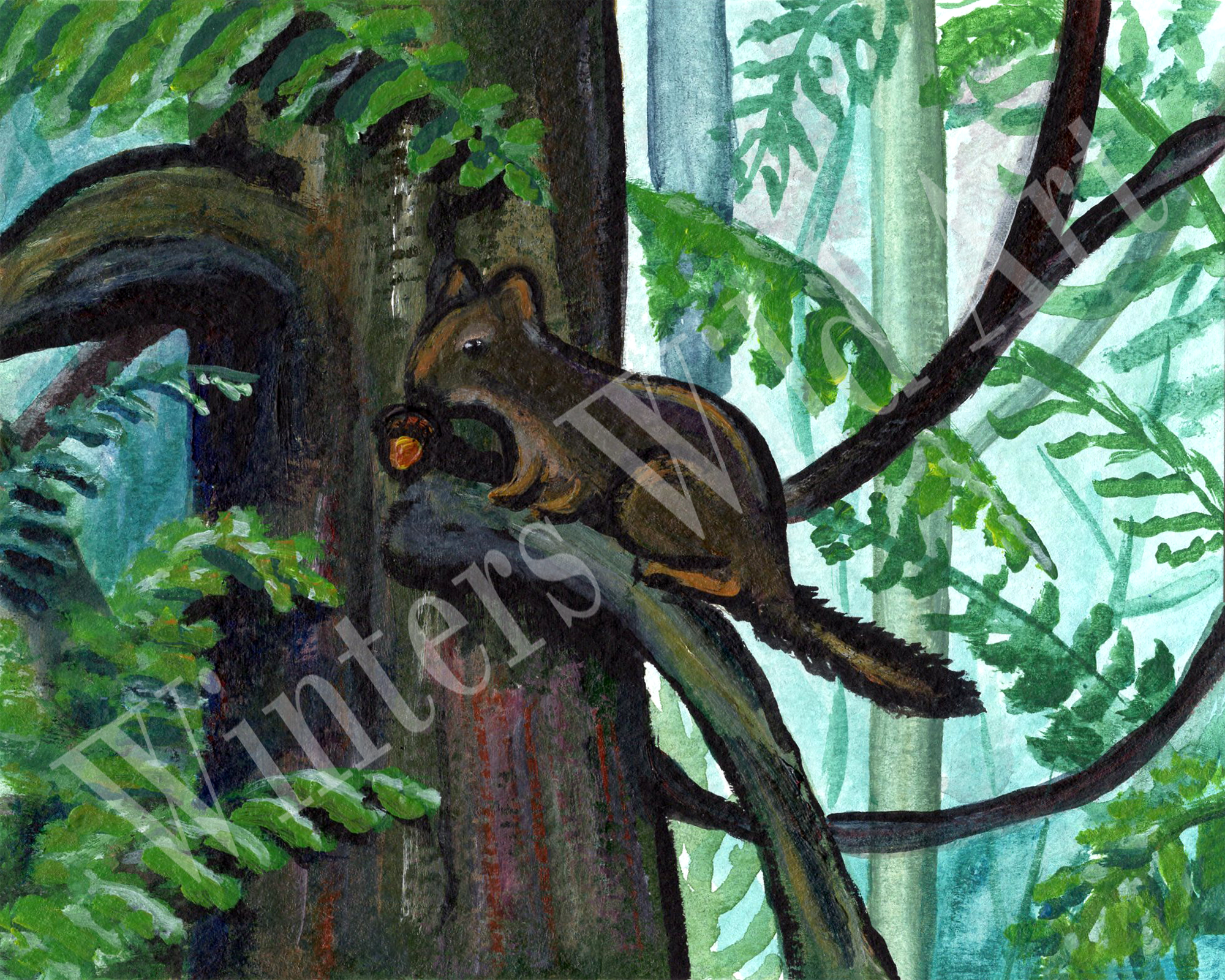 scanned and edited Douglas squirrel 4x5 with watermark.png