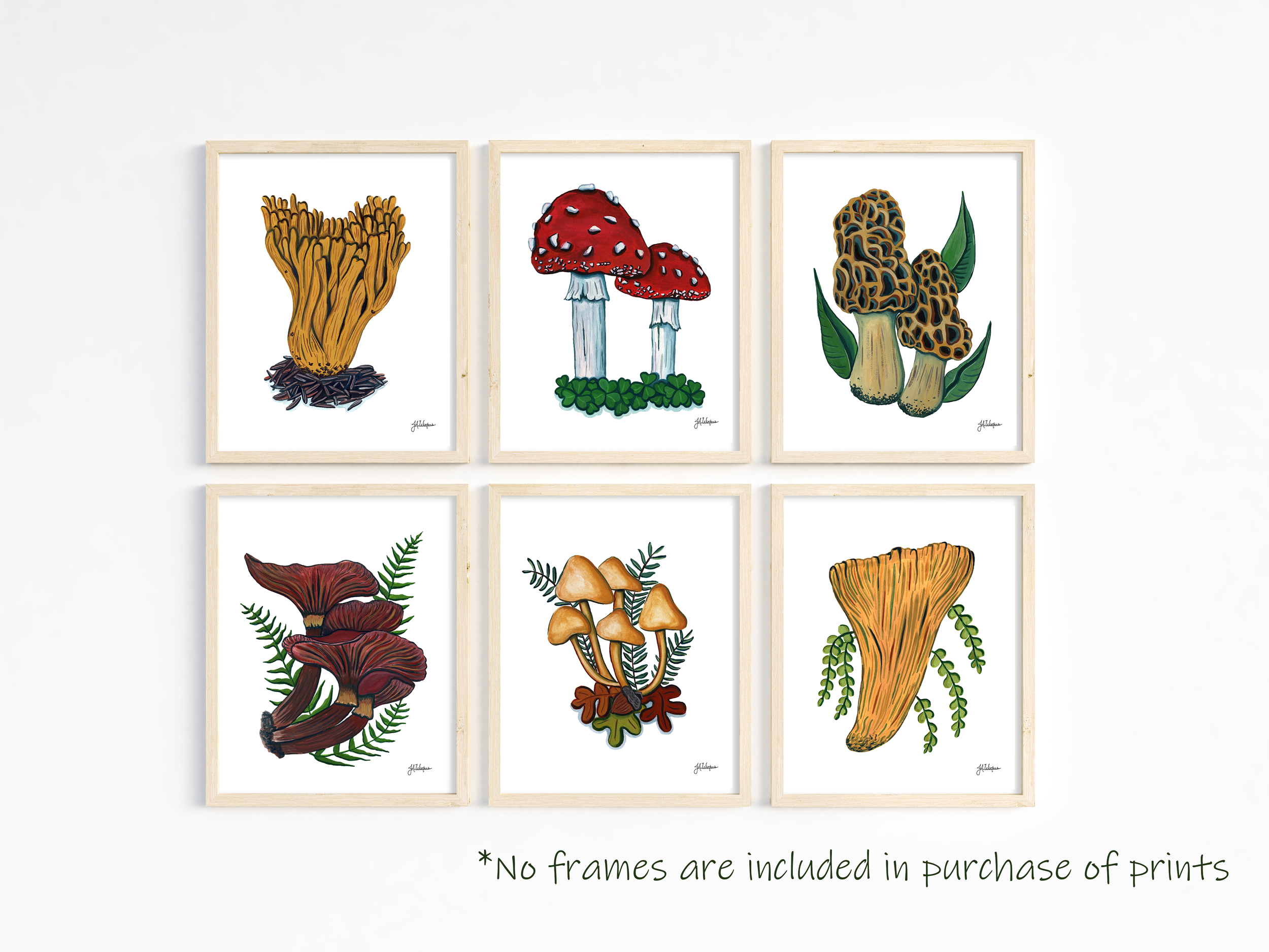 Set of 6 Mushroom Study Art Prints
