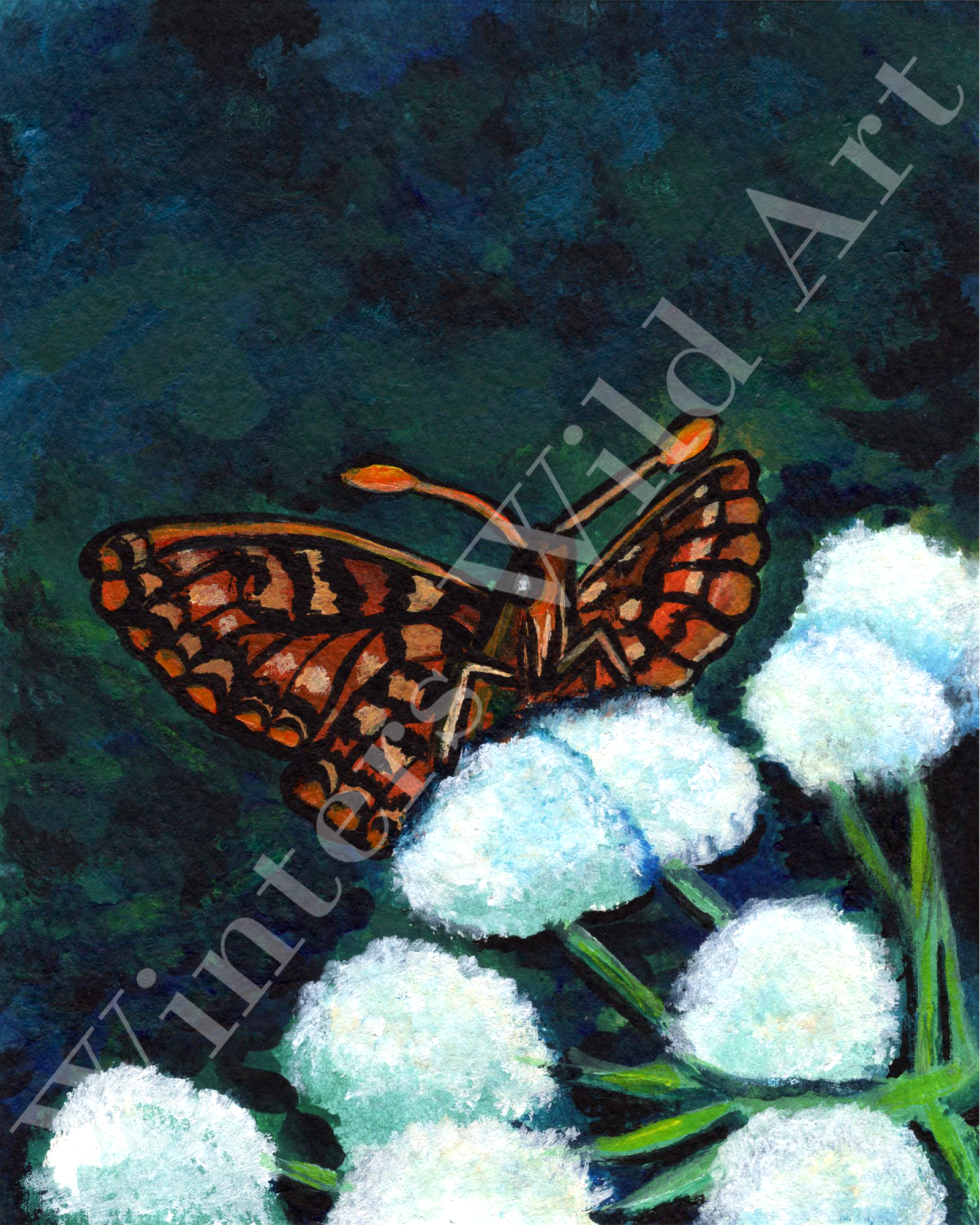 scanned and edited variable checkerspot butterfly with watermark.png