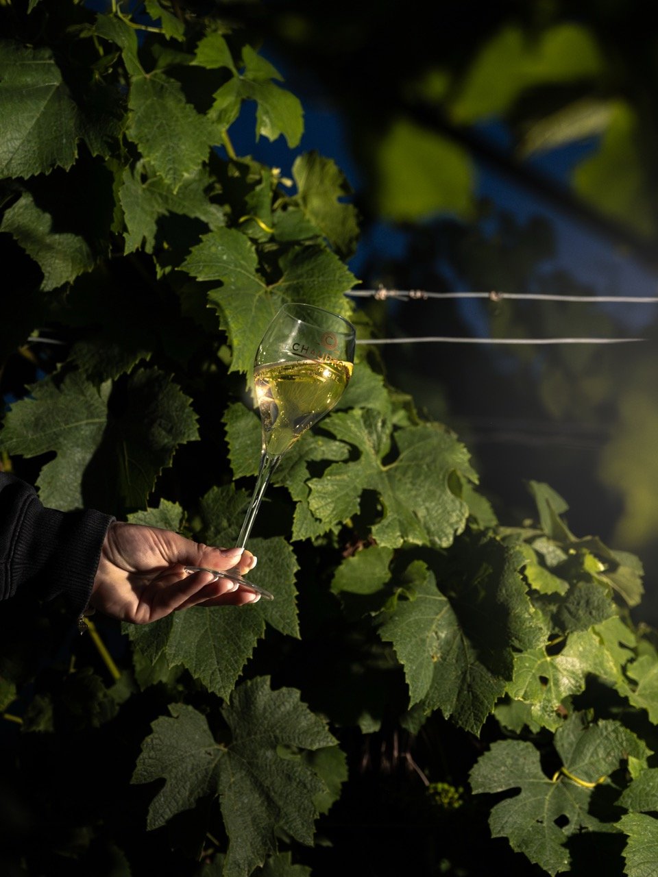 DSC_6616-Avec accentuation-Bruit - Grande.jpeg