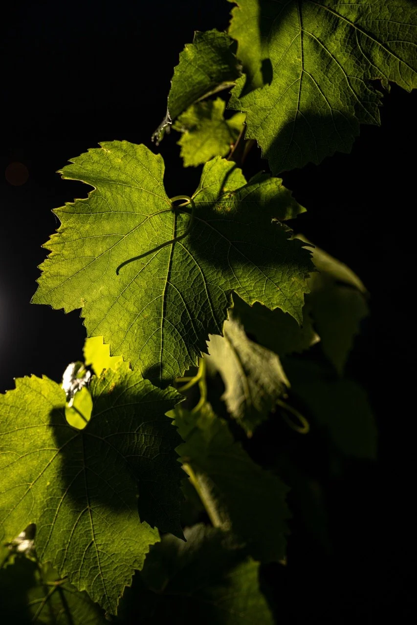 DSC_6578 - Grande.jpeg