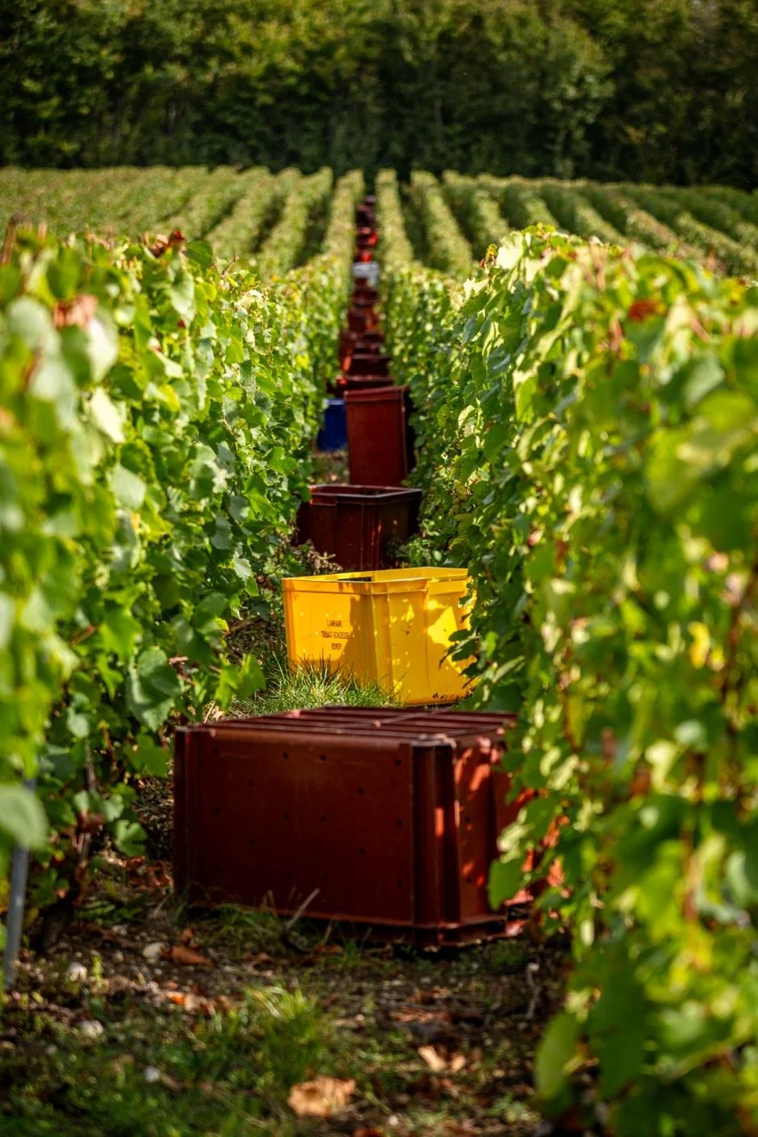 Vignes avec caisses de récolte jaunes et marron entre les rangées. Photo prise par Théo WALLYN, TheWallPhoto.