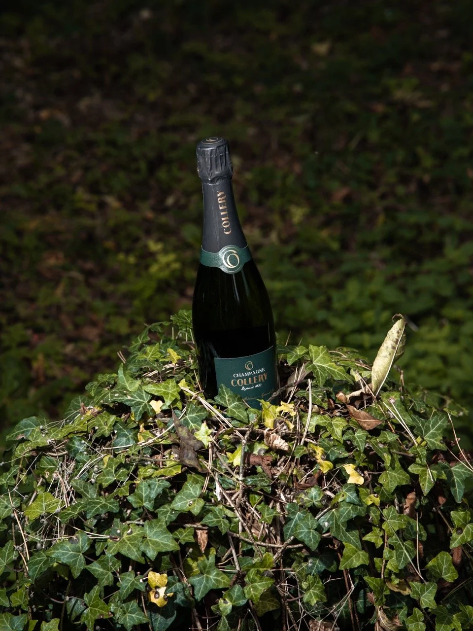 DSC_1099 - Grande.jpeg