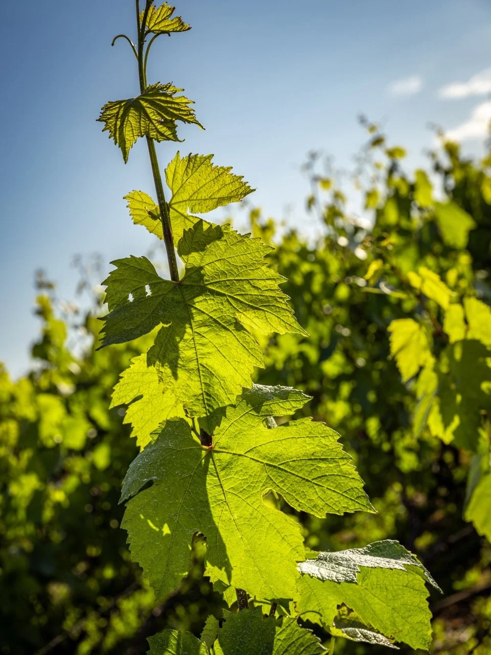 DSC_3113 - Grande.jpeg