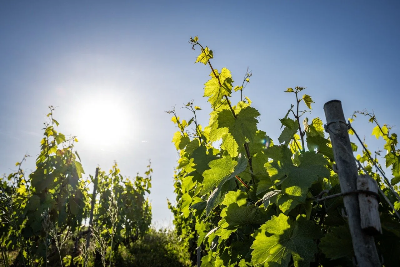 DSC_3124 - Grande.jpeg