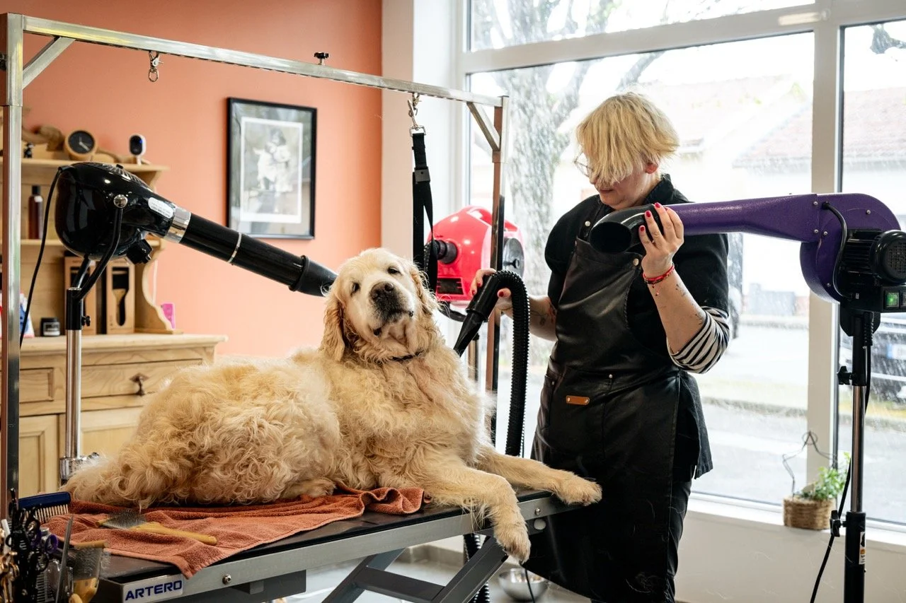 Une personne effectue une coupe ou un soin sur un chien Golden Retriever sur une table de toilettage avec des équipements de séchage professionnel dans une pièce bien éclairée et décorée.