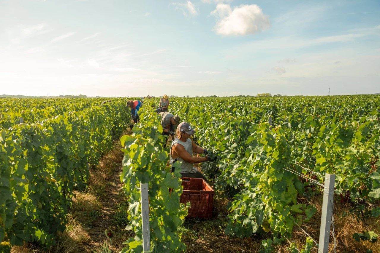 Vendangeurs récoltant des raisins dans une vigne de Champagne lors d'une journée ensoleillée. Photo prise par Théo WALLYN, TheWallPhoto.