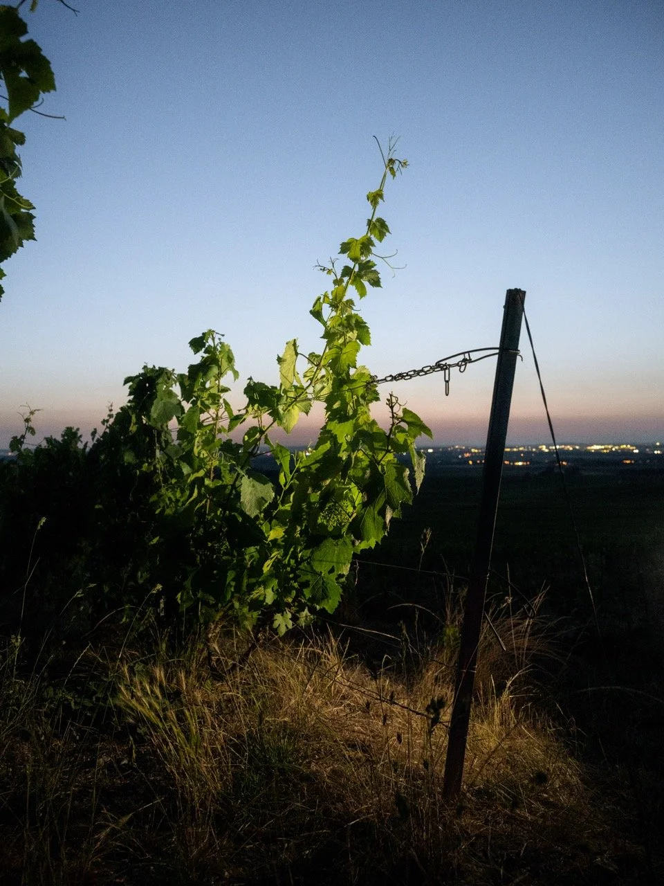 DSC_6596 - Grande.jpeg