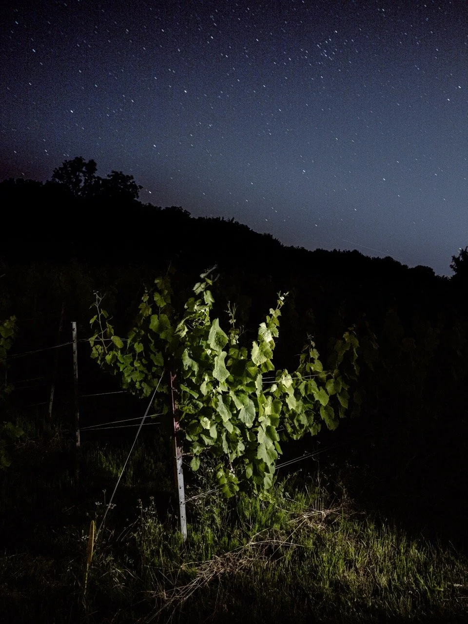 DSC_6675-Modifier - Grande.jpeg