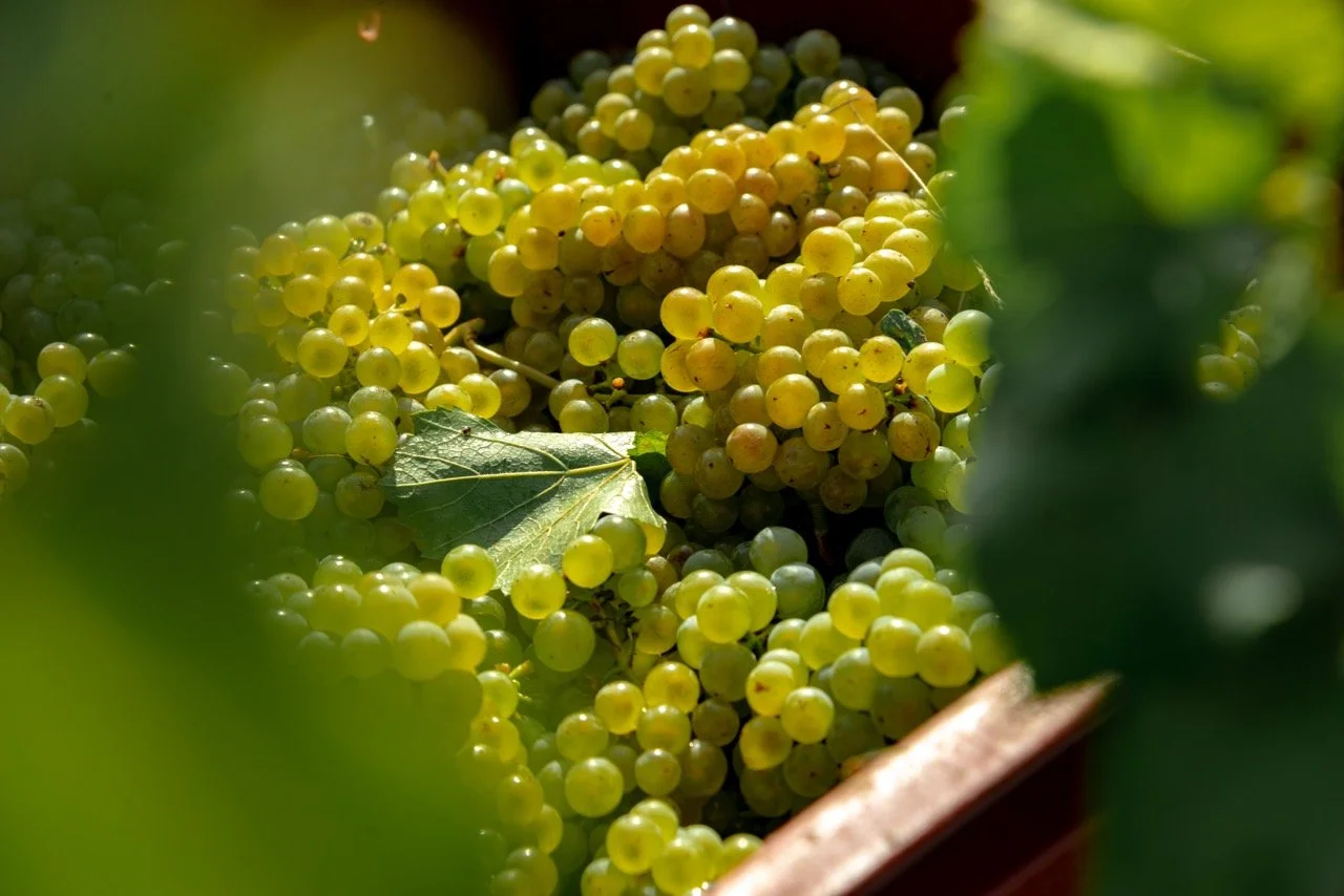 Raisins verts en grappes dans la vigne de champagne. Photo prise par Théo WALLYN, TheWallPhoto.