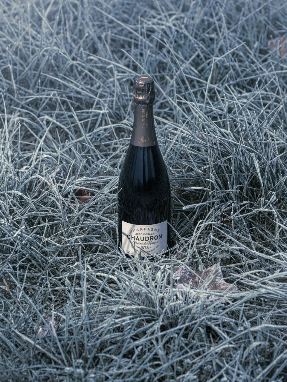 DSC_0182 - Grande.jpeg