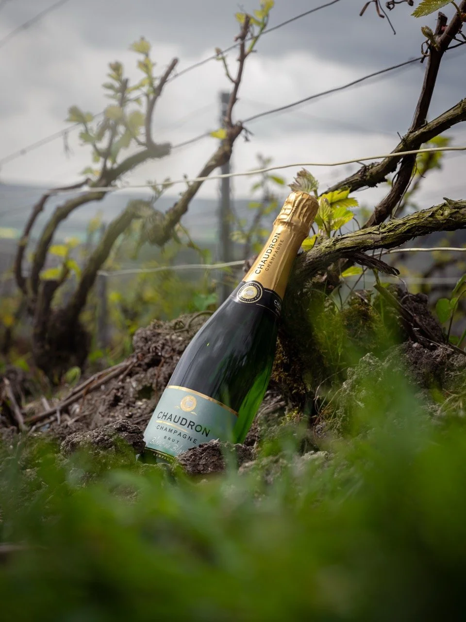 DSC_2673 - Grande.jpeg