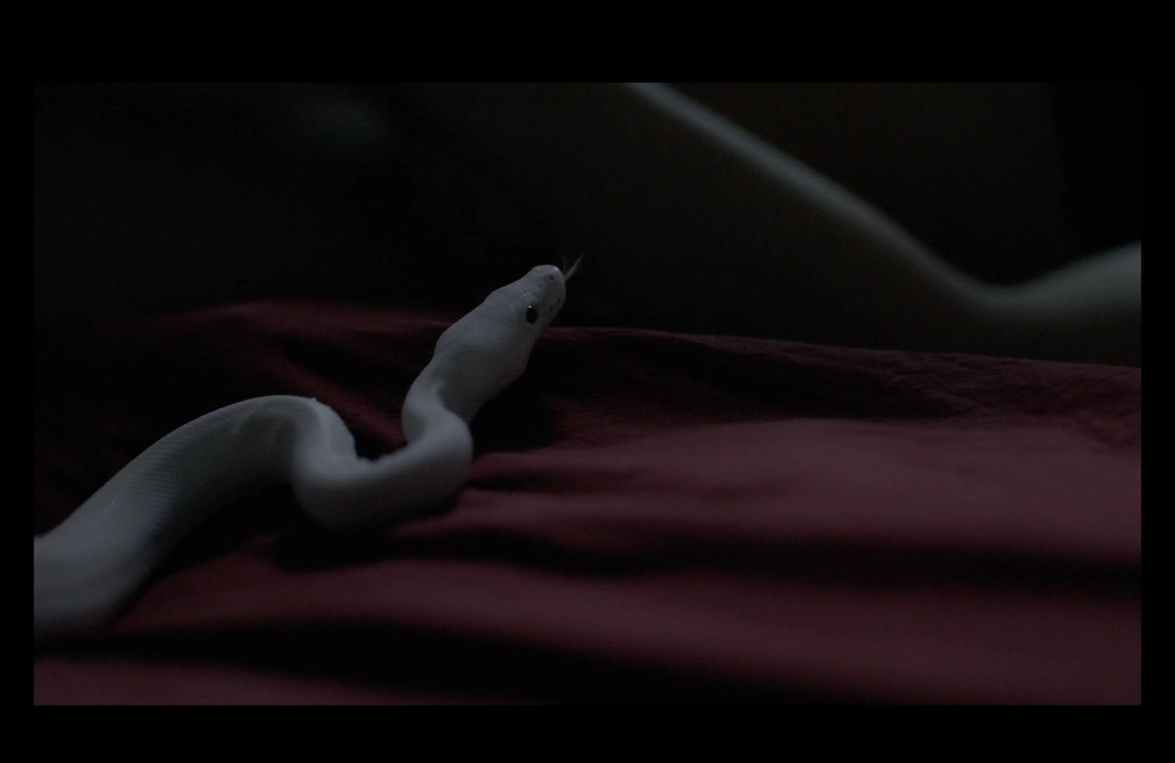 Serpentine | Short Film