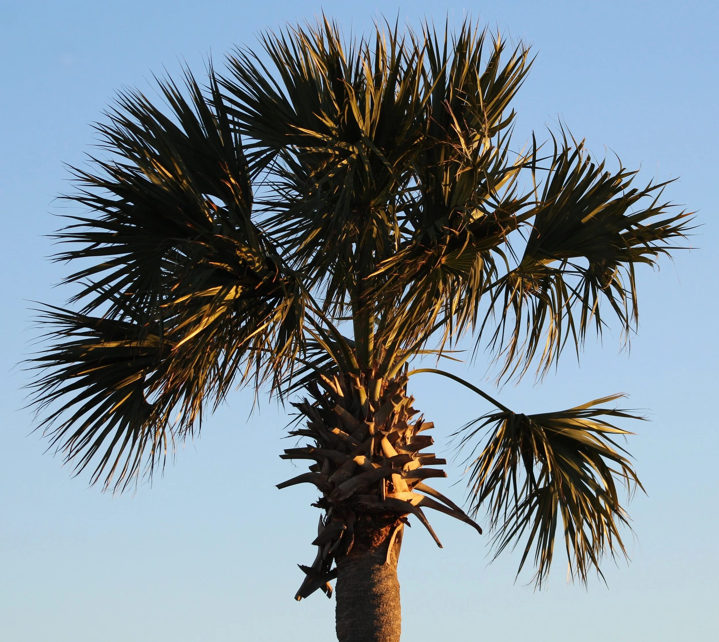 "Palm Tree Sunshine"