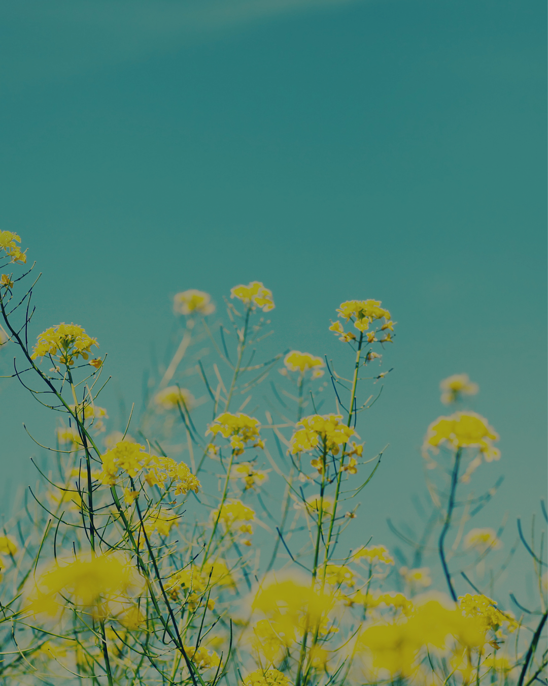 Yellow wildflowers against a clear blue sky.