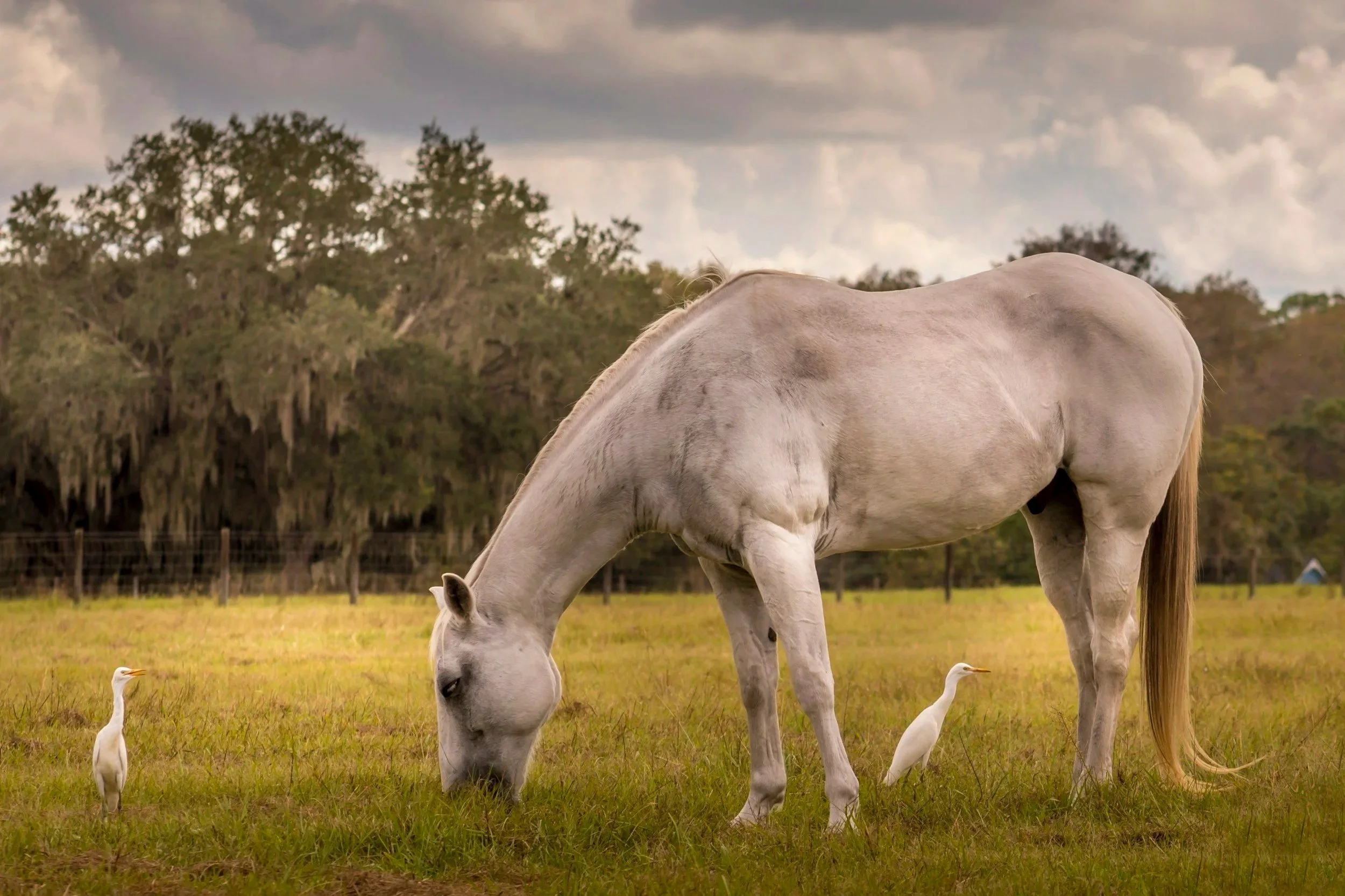 A white horse grazing in a field with two white egrets nearby and a background of trees and a cloudy sky.