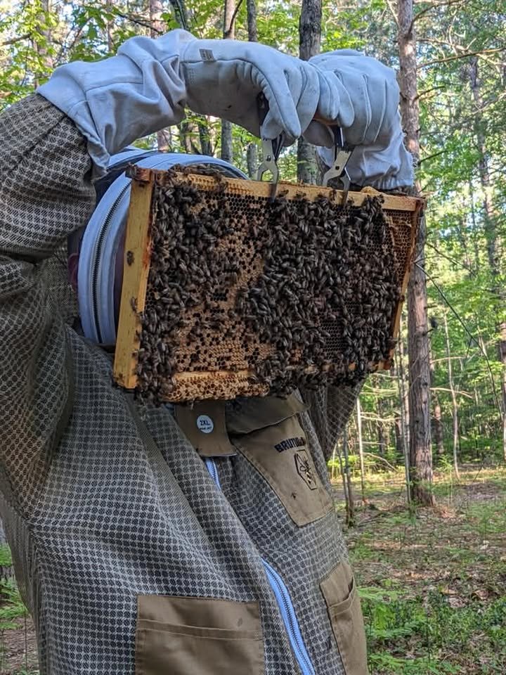 A person wearing outdoor clothing holding a honeycomb frame covered in bees in a forest setting.
