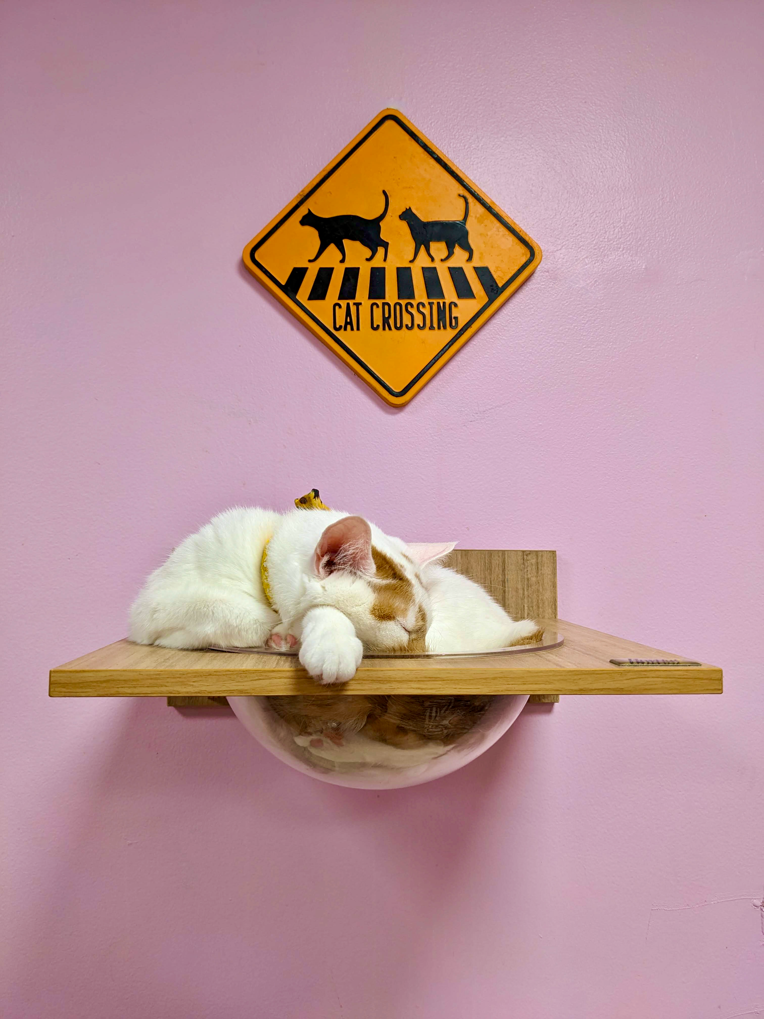 A white and brown cat sleeping on a small wooden shelf against a pink wall, with a yellow cat crossing sign above.